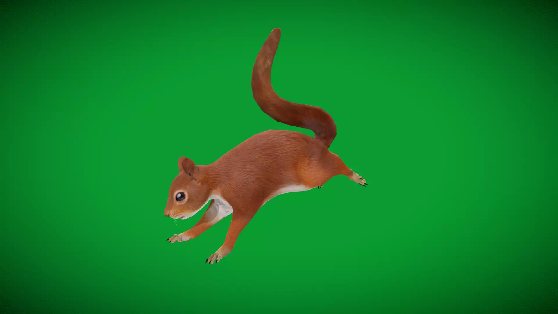 Eurasian Red Squirrel Low-poly 3D model_44