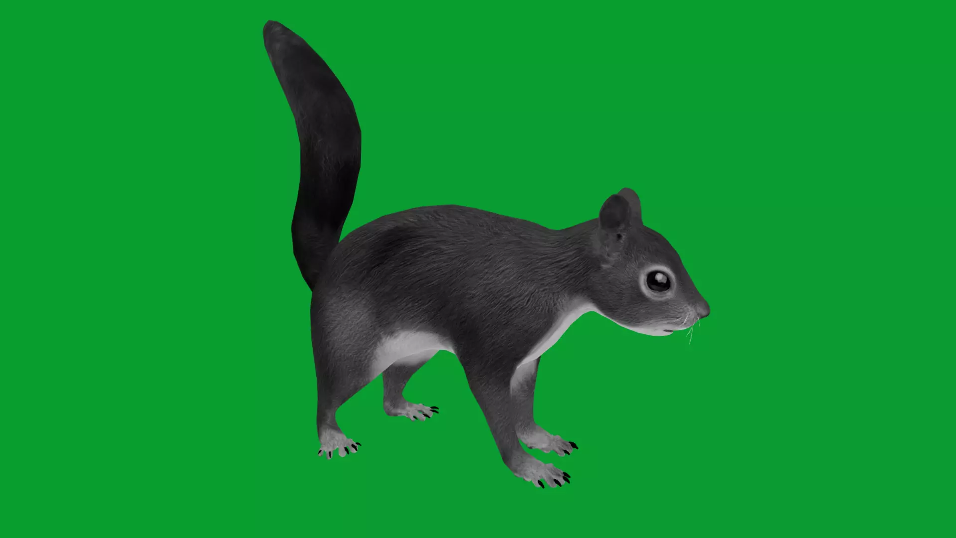 Eurasian Red Squirrel Low-poly 3D model_28