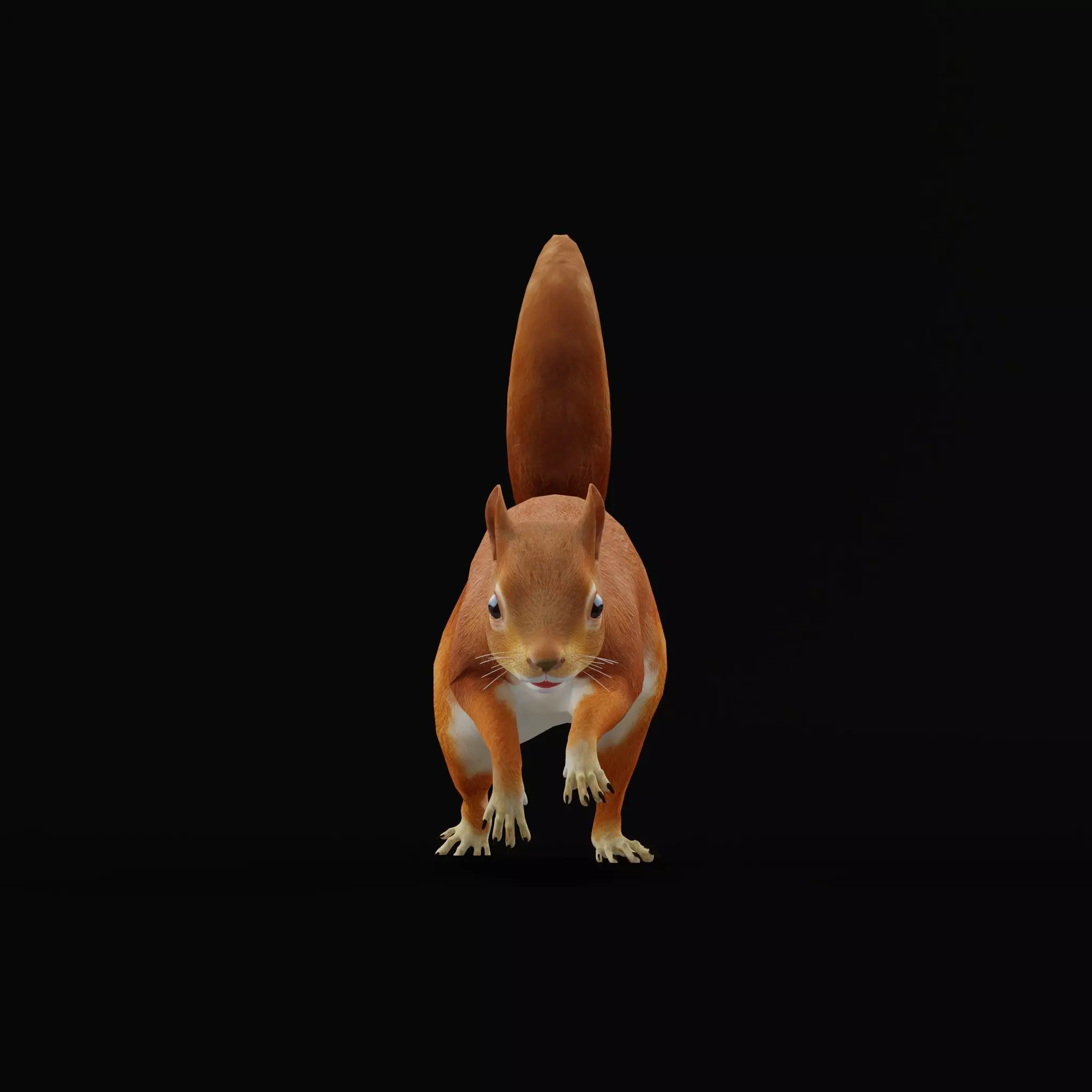 Eurasian Red Squirrel Low-poly 3D model_4