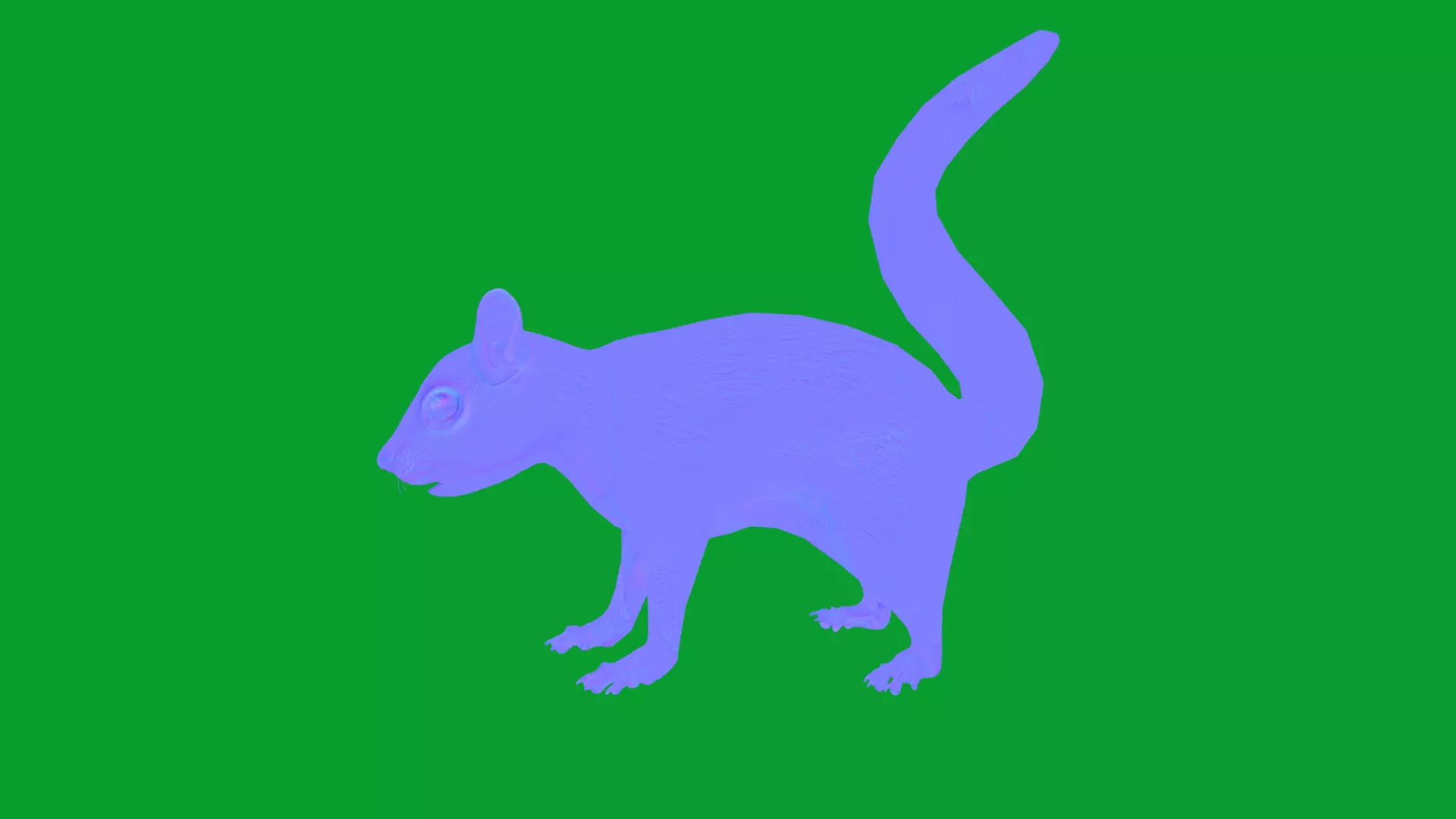 Eurasian Red Squirrel Low-poly 3D model_27