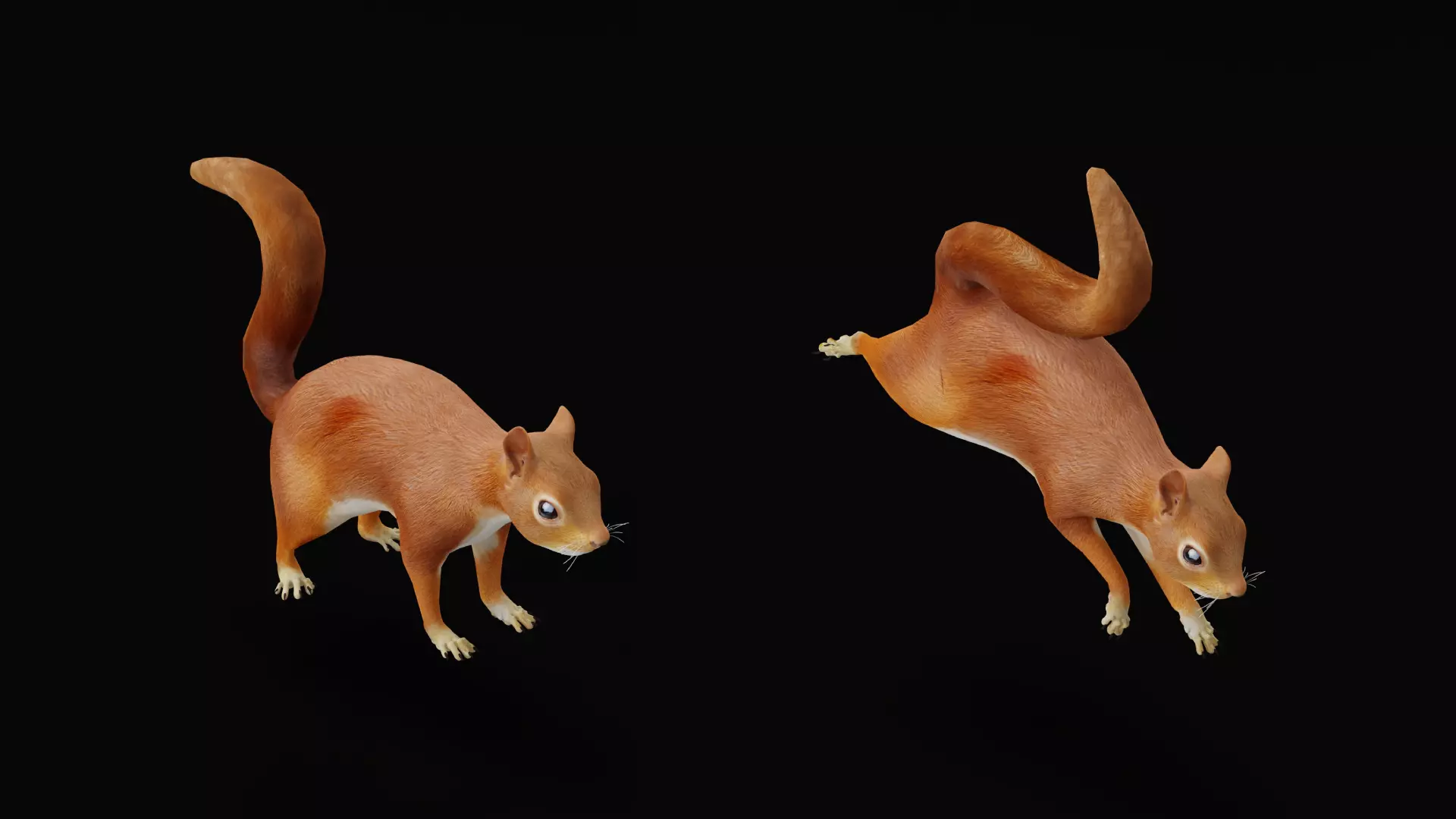 Eurasian Red Squirrel Low-poly 3D model_21