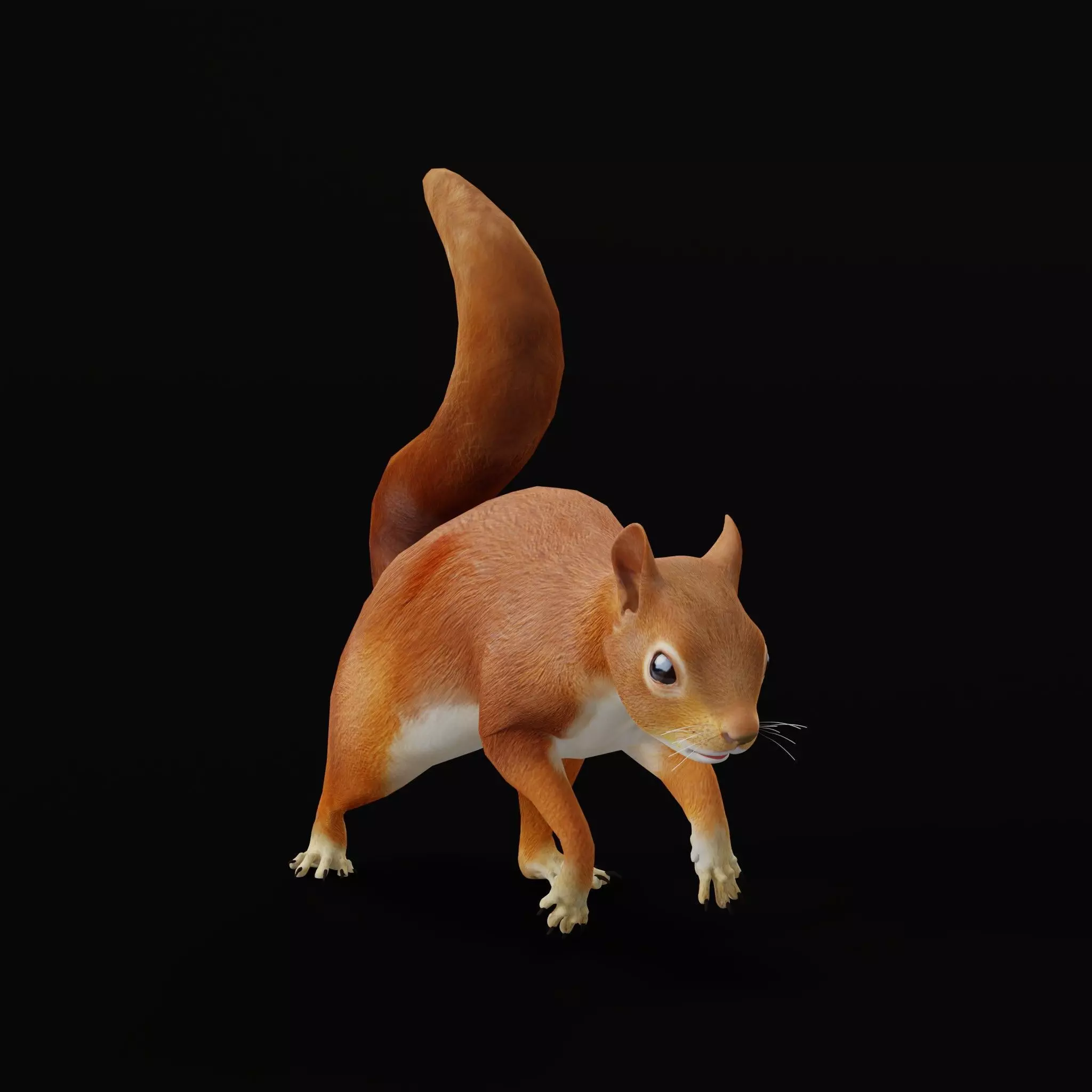 Eurasian Red Squirrel Low-poly 3D model_13