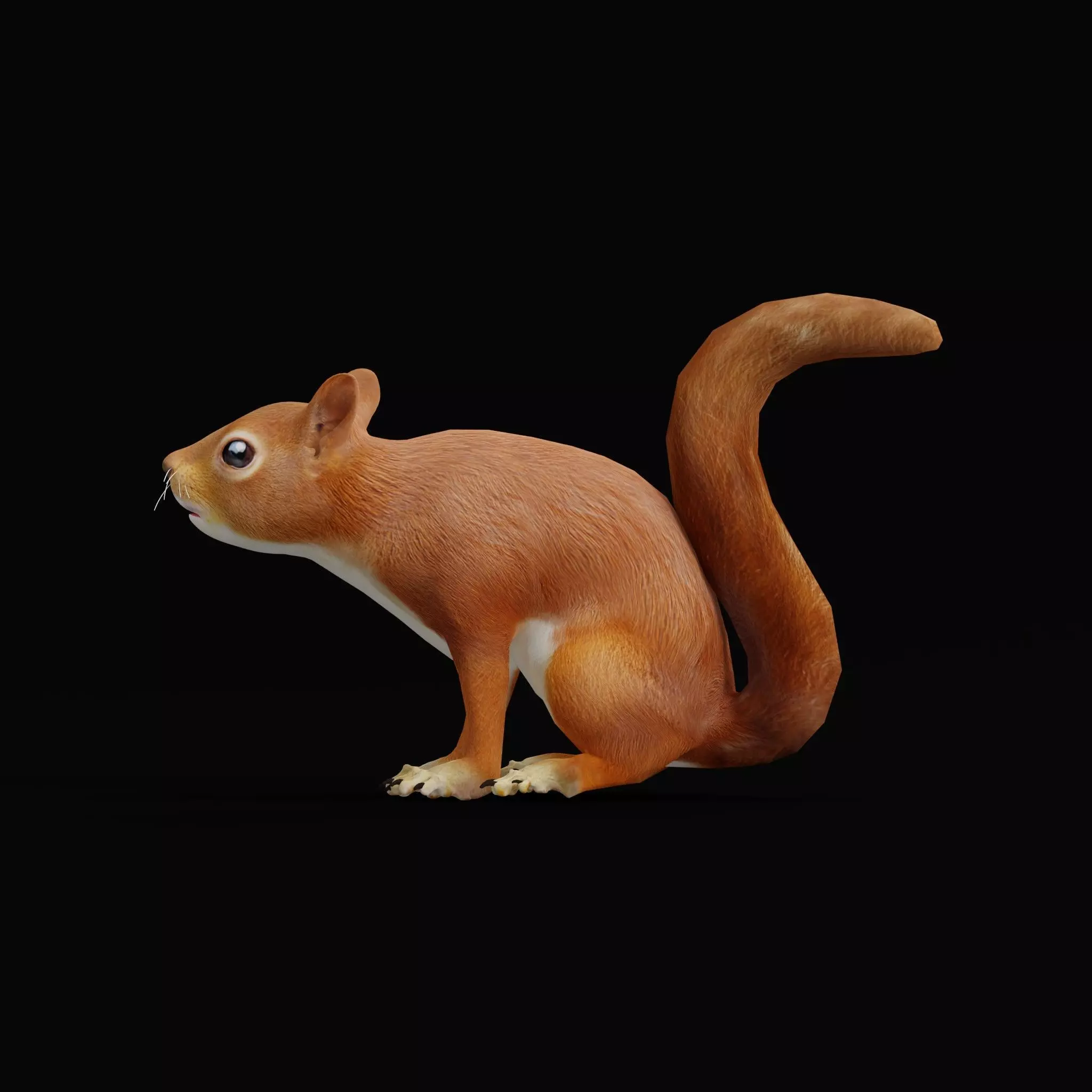 Eurasian Red Squirrel Low-poly 3D model_19