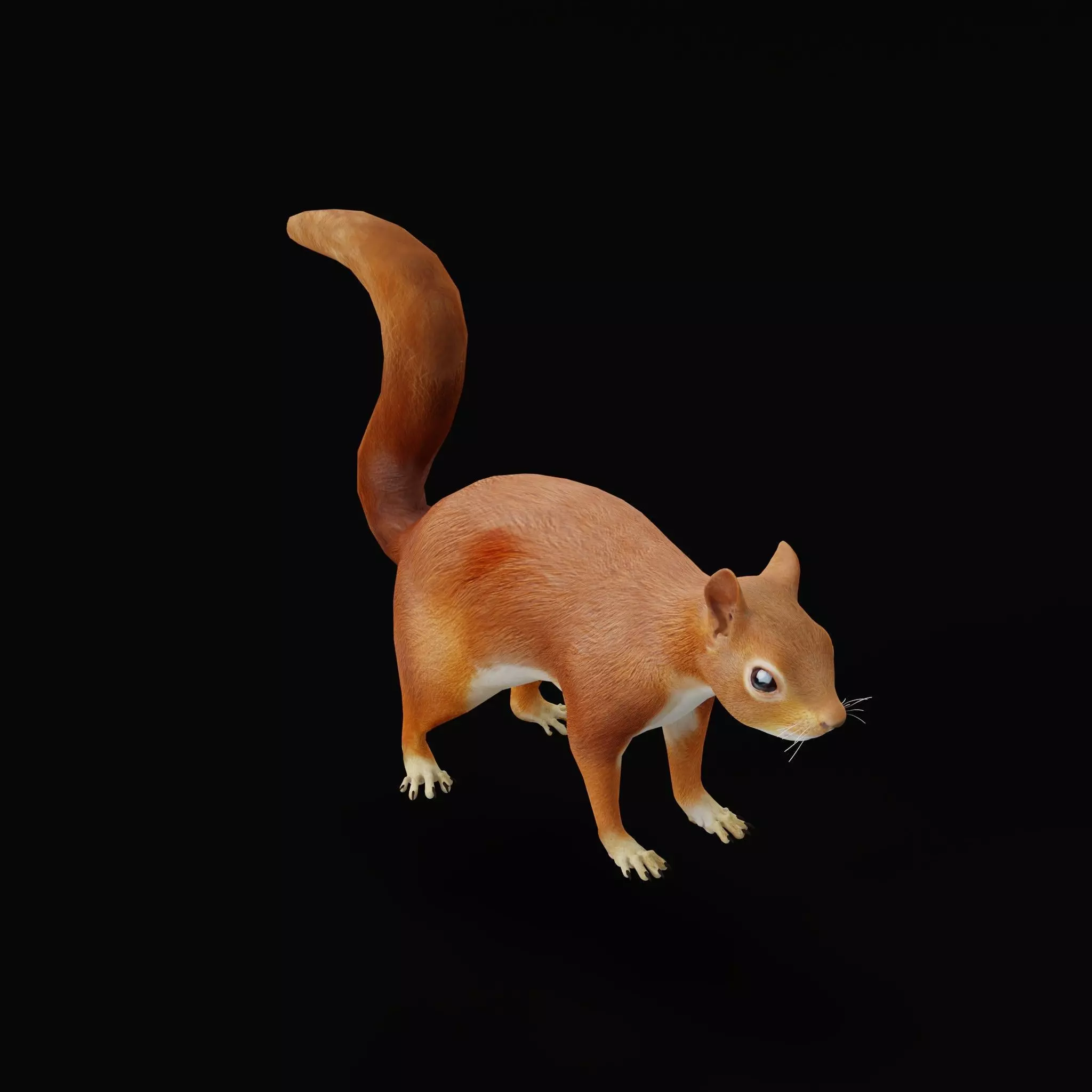 Eurasian Red Squirrel Low-poly 3D model_6