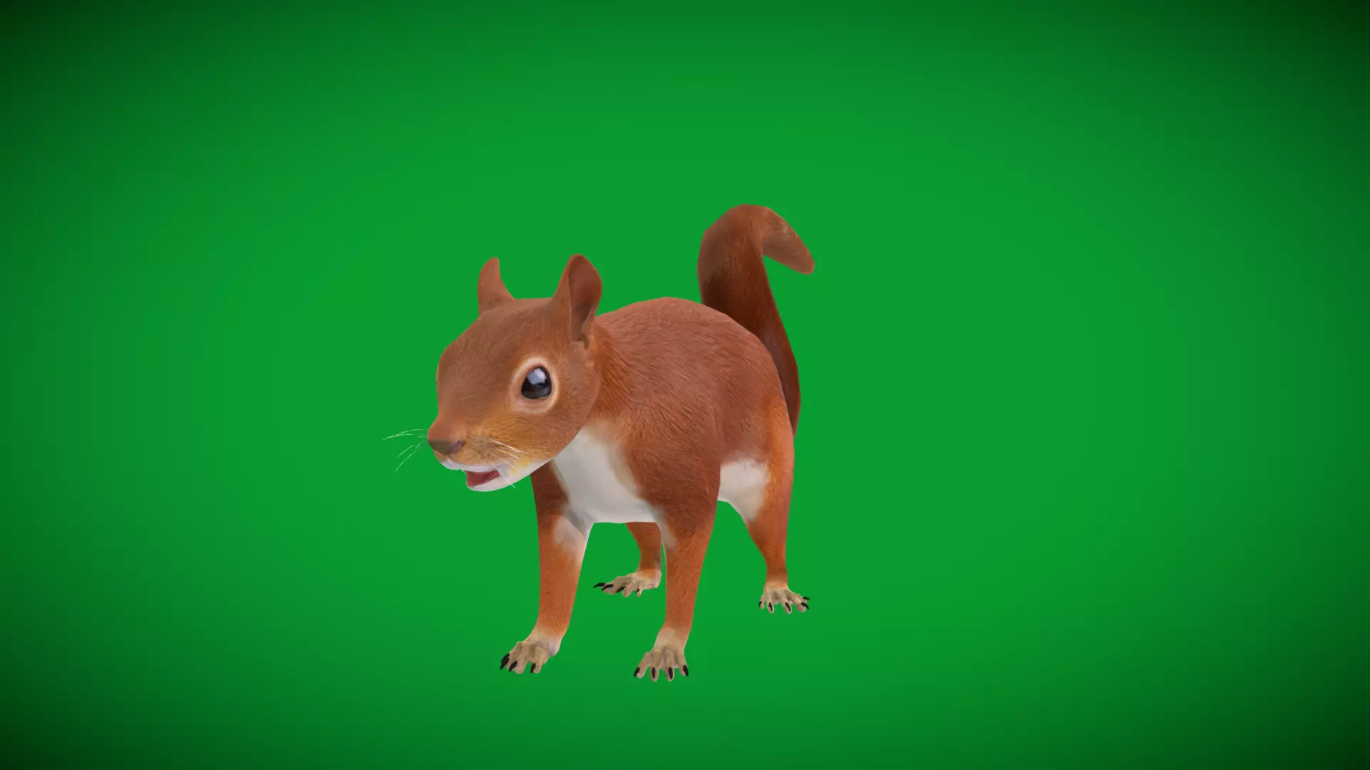 Eurasian Red Squirrel Low-poly 3D model_42
