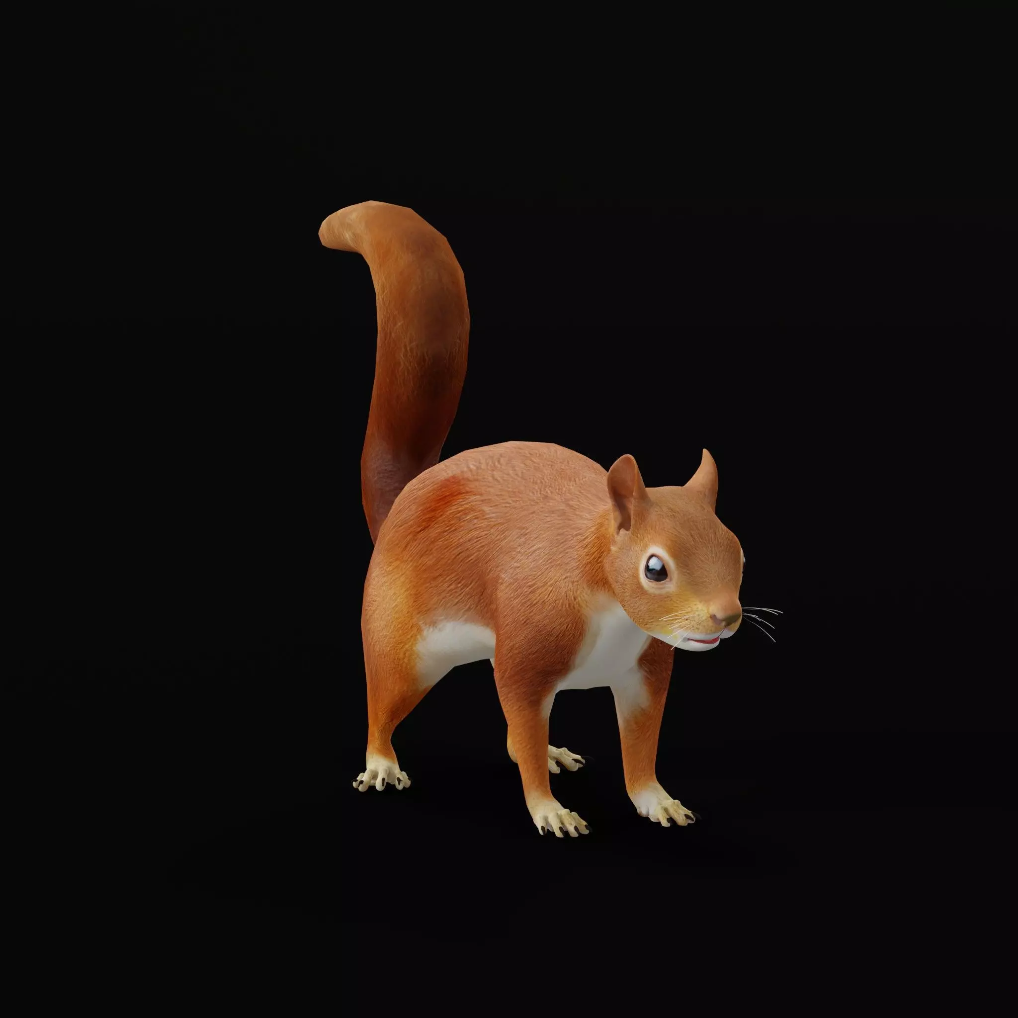 Eurasian Red Squirrel Low-poly 3D model_36