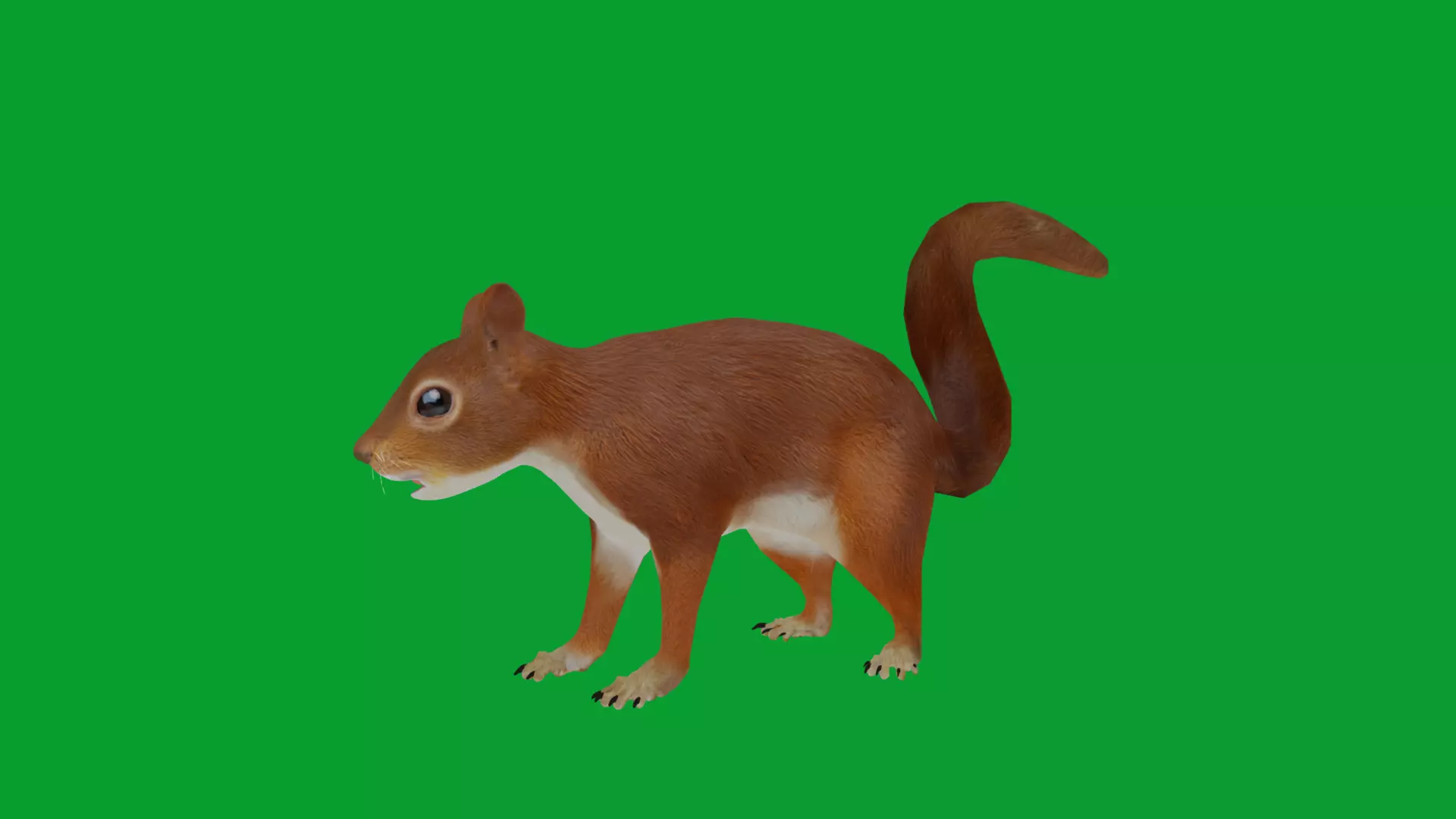 Eurasian Red Squirrel Low-poly 3D model_23