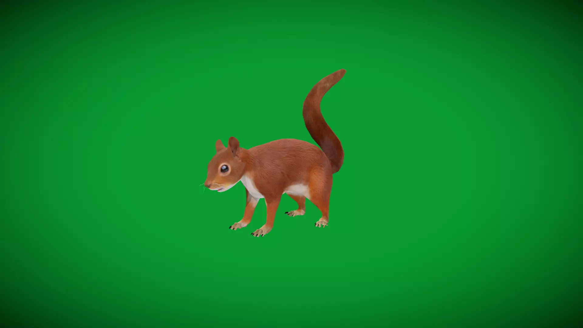 Eurasian Red Squirrel Low-poly 3D model_41