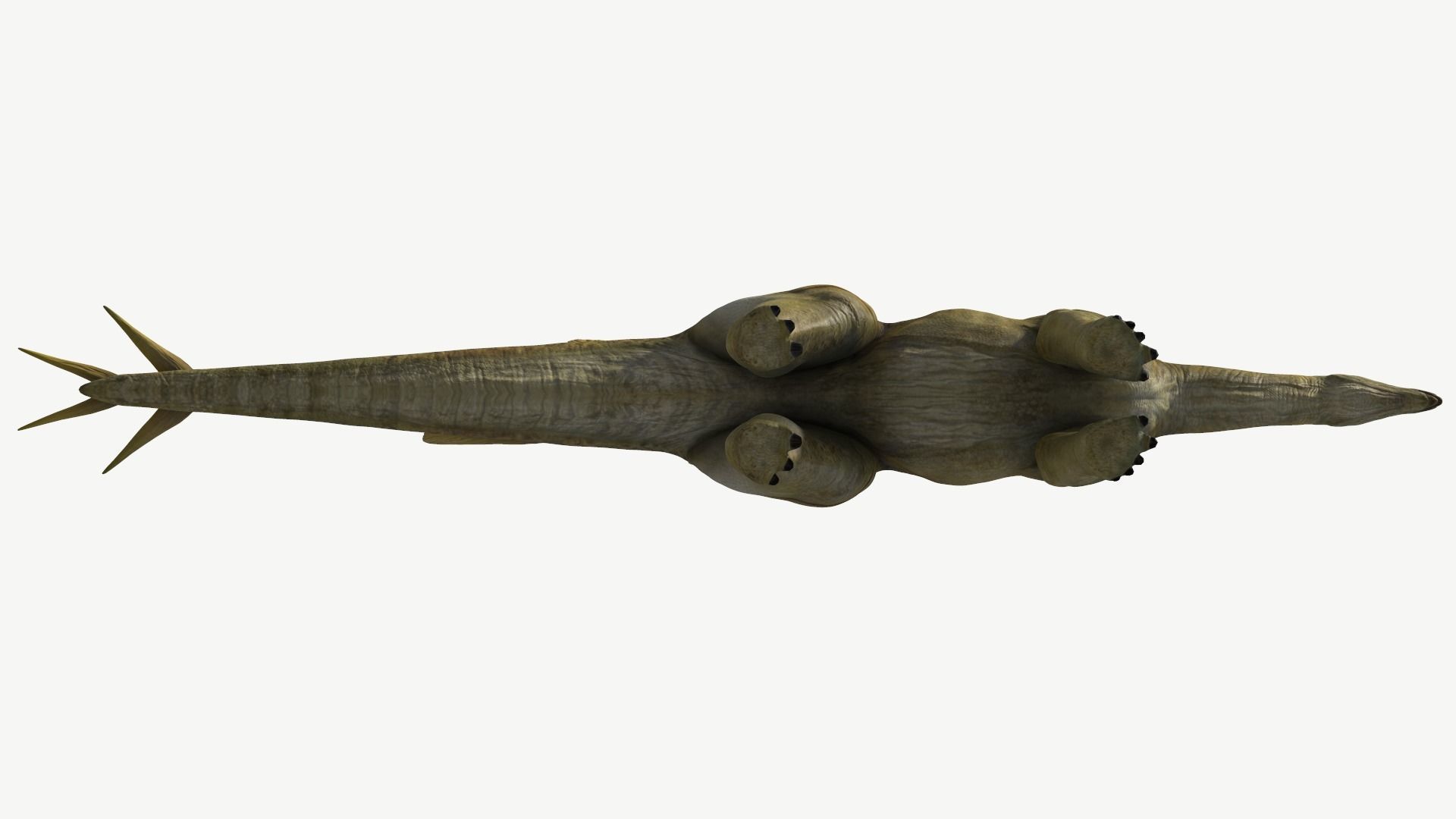 Stegosaurus dinosaur Low-poly 3D model_11