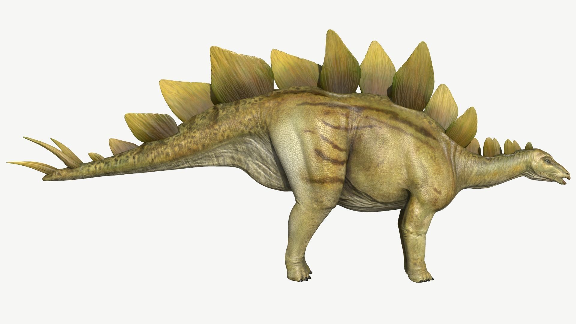 Stegosaurus dinosaur Low-poly 3D model_3
