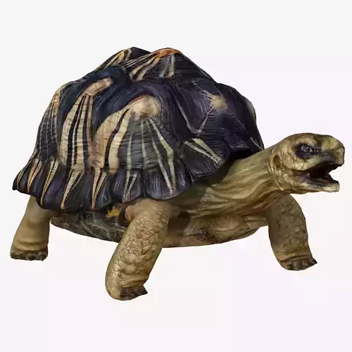 Radiated Tortoise Low-poly 3D model