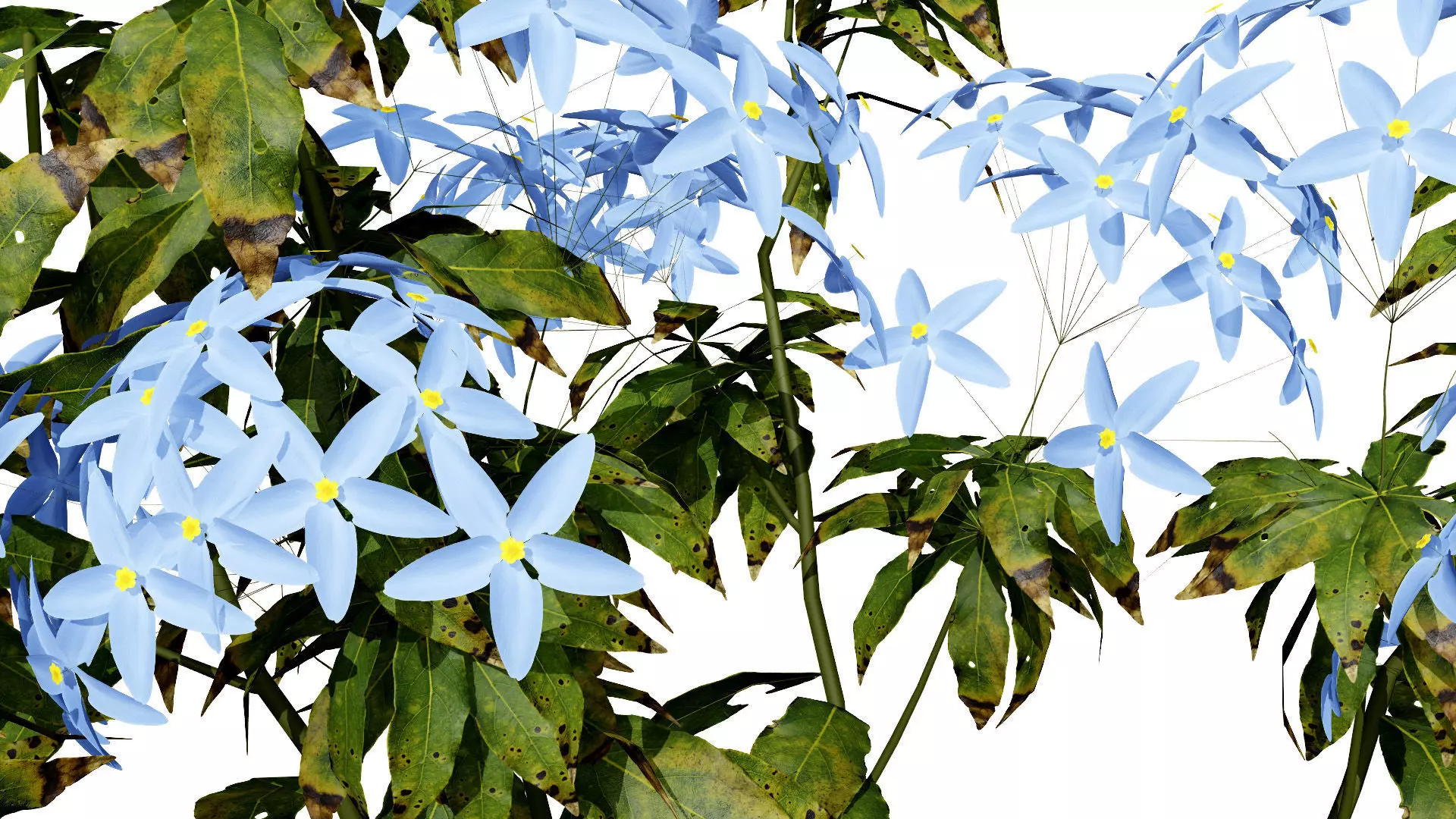 British Forget Me Not Myosotis 3D model Low-poly 3D model_6
