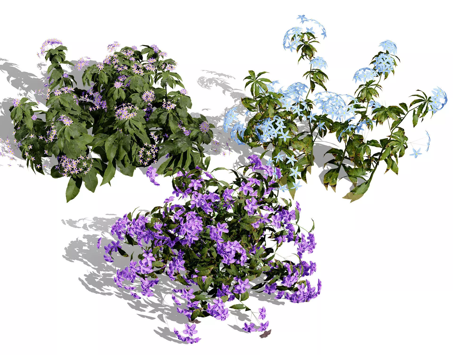 British Forget Me Not Myosotis 3D model Low-poly 3D model_0