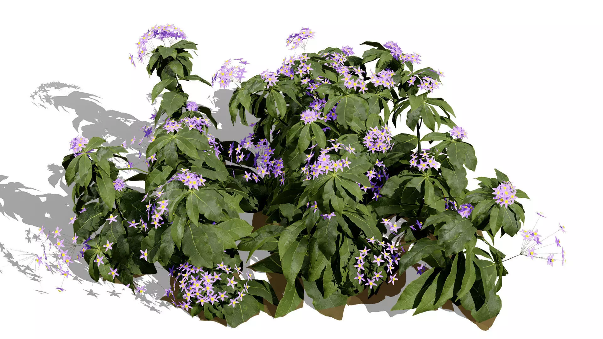 British Forget Me Not Myosotis 3D model Low-poly 3D model_7