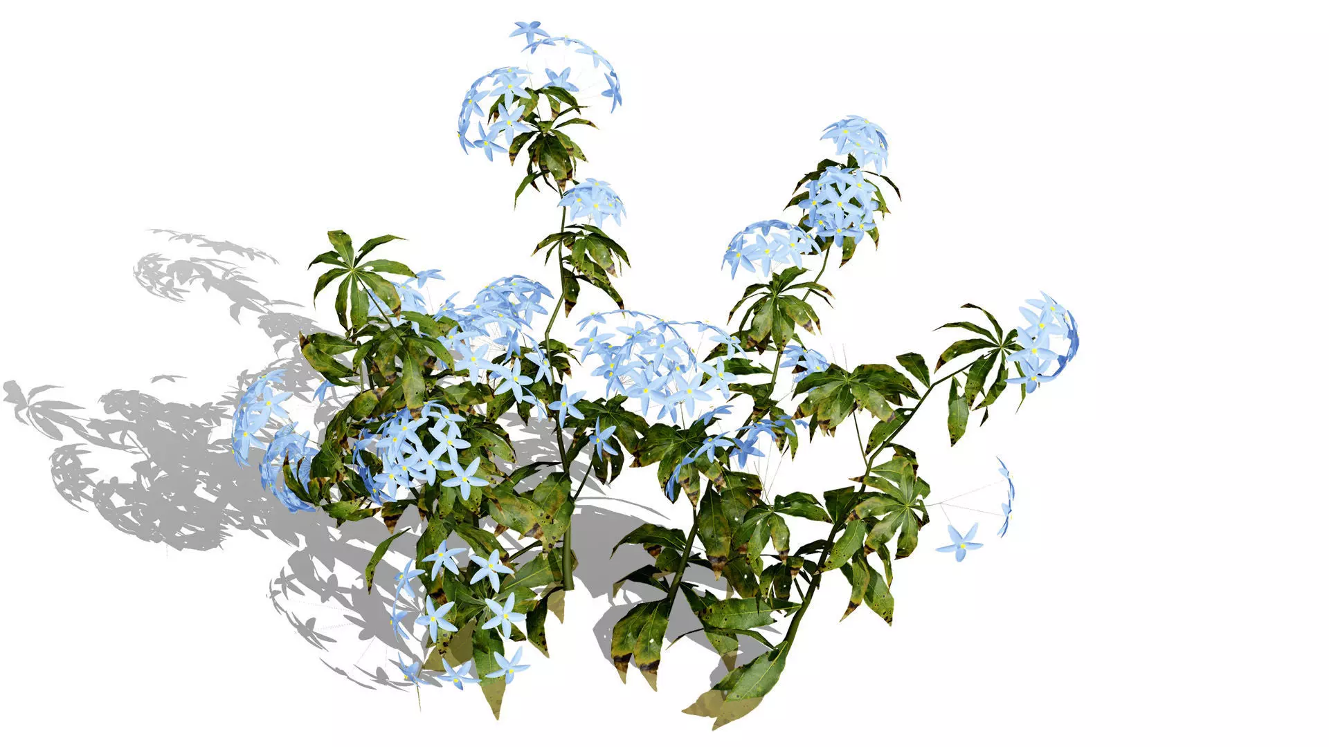 British Forget Me Not Myosotis 3D model Low-poly 3D model_5