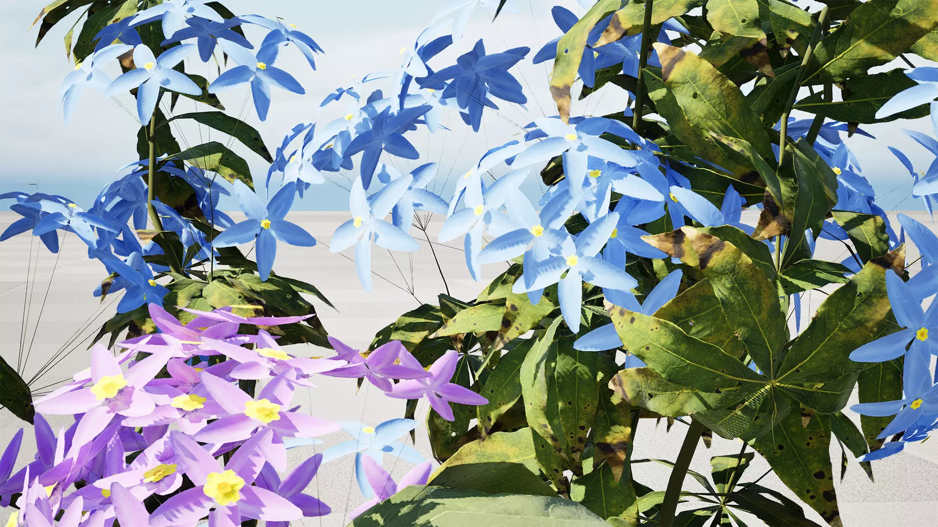 British Forget Me Not Myosotis 3D model Low-poly 3D model_3