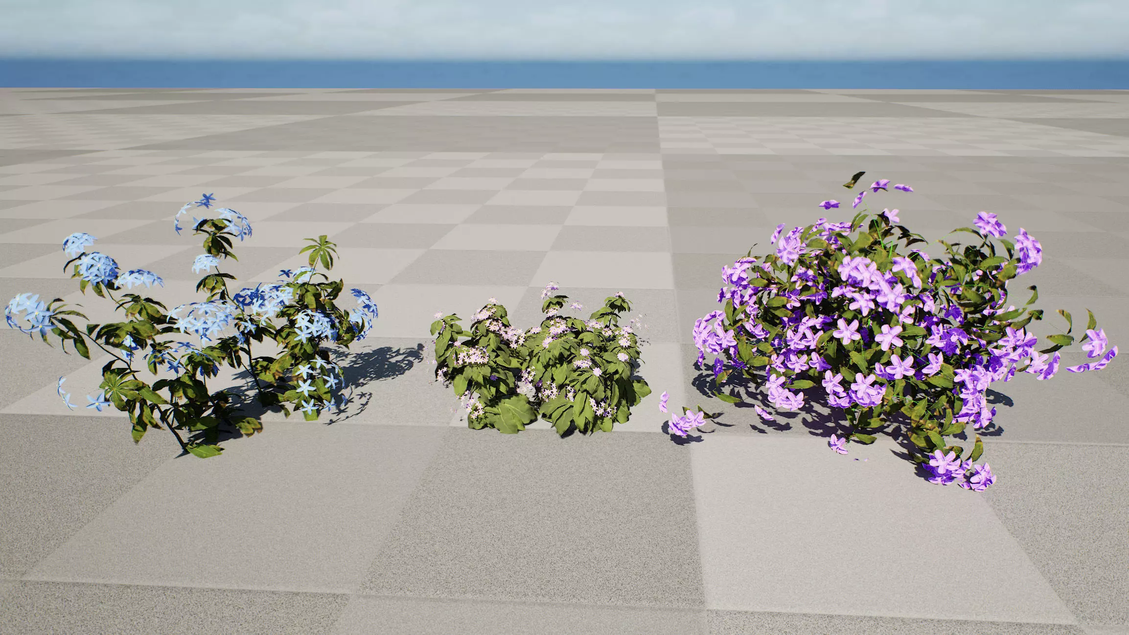 British Forget Me Not Myosotis 3D model Low-poly 3D model_4