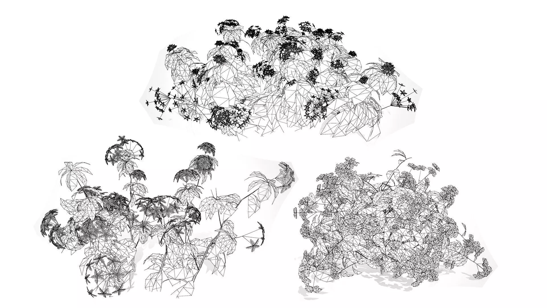 British Forget Me Not Myosotis 3D model Low-poly 3D model_11