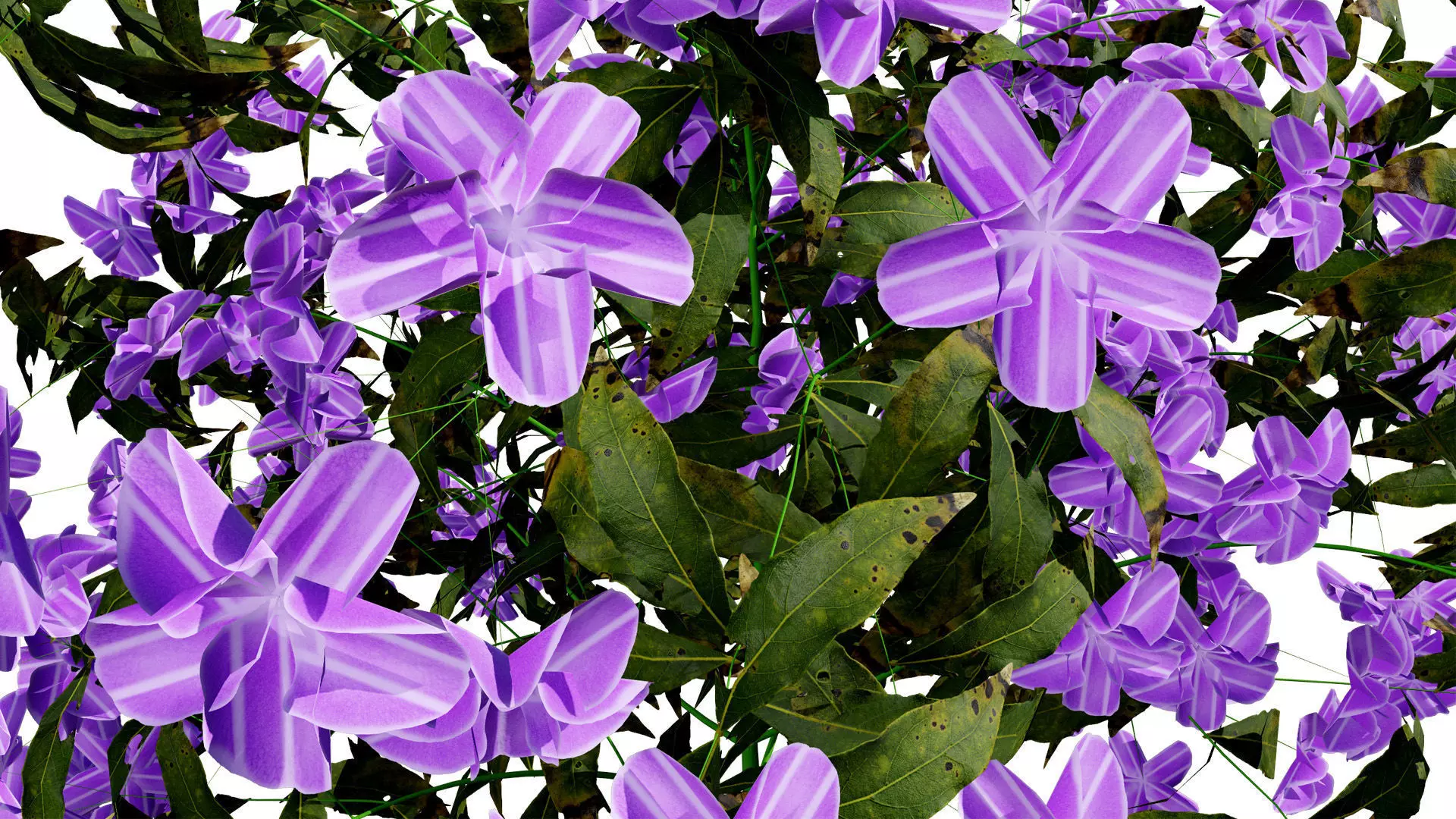 British Forget Me Not Myosotis 3D model Low-poly 3D model_10