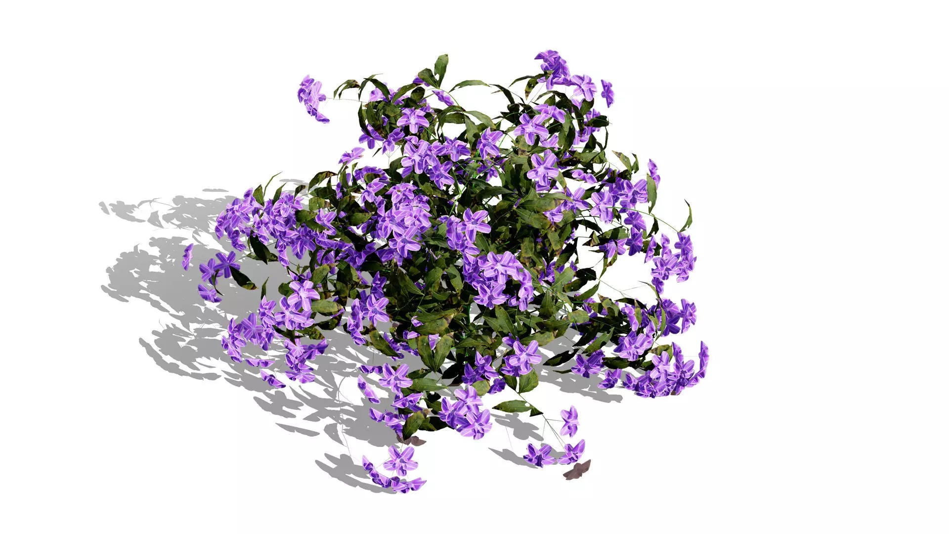 British Forget Me Not Myosotis 3D model Low-poly 3D model_9
