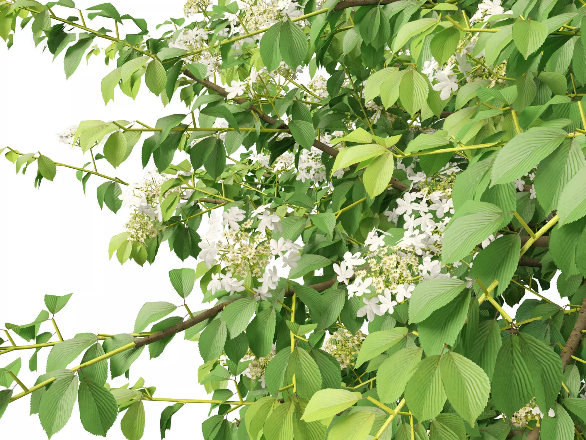 Backyard Garden Essentials Pack 18 3D model_20