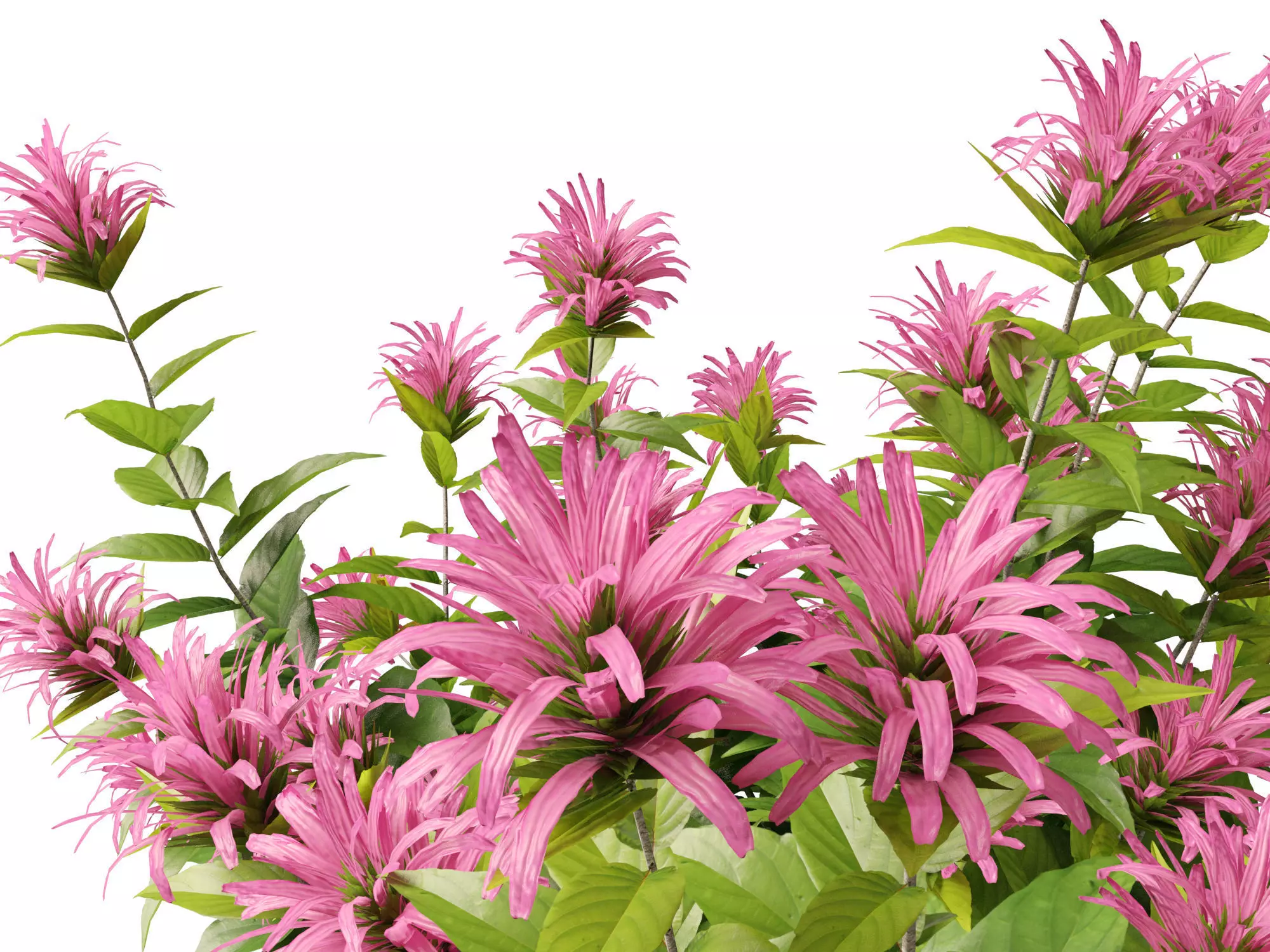 Backyard Garden Essentials Pack 18 3D model_12