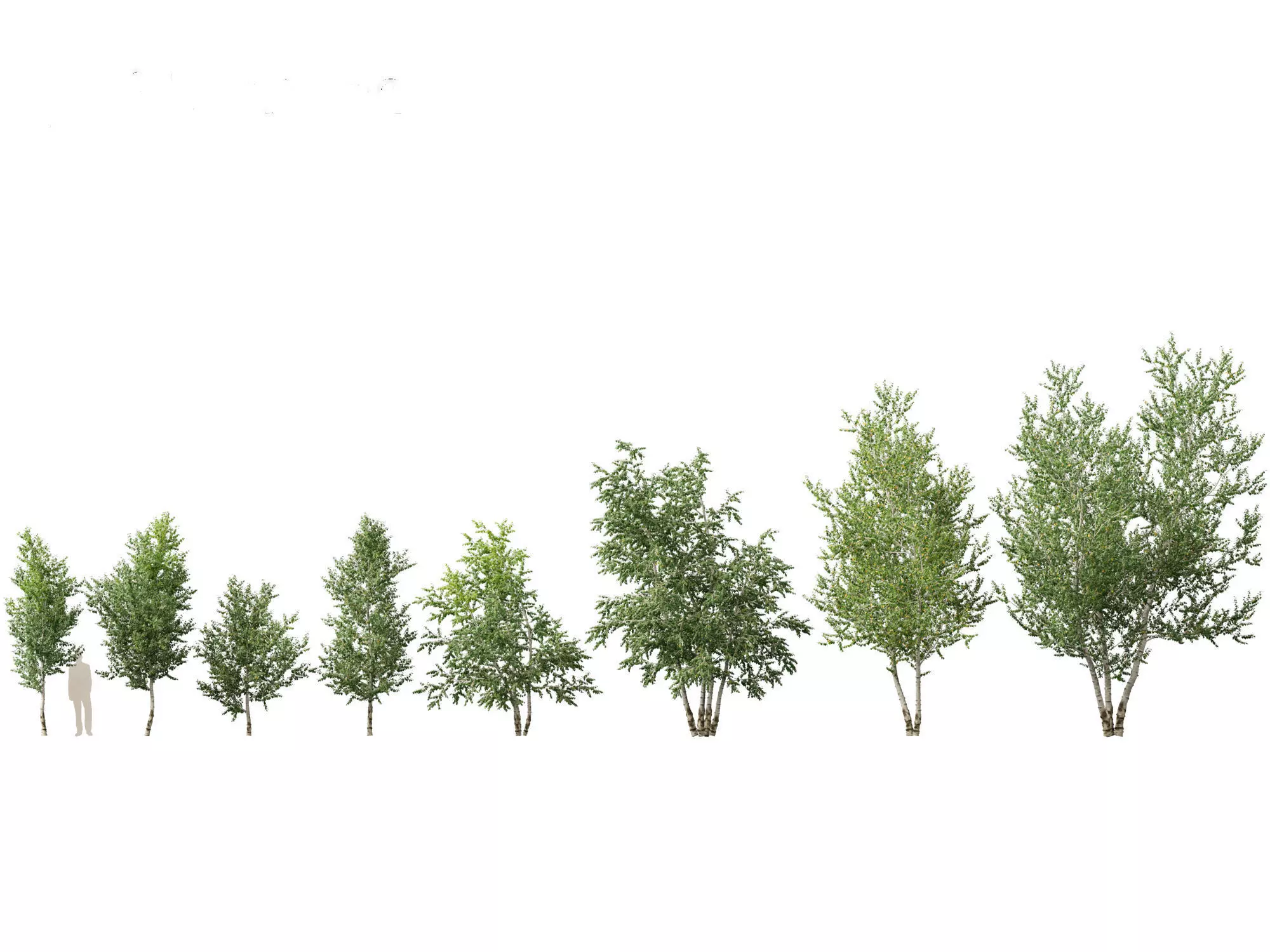 Northern Forest Trees Pack 19 3D model_8