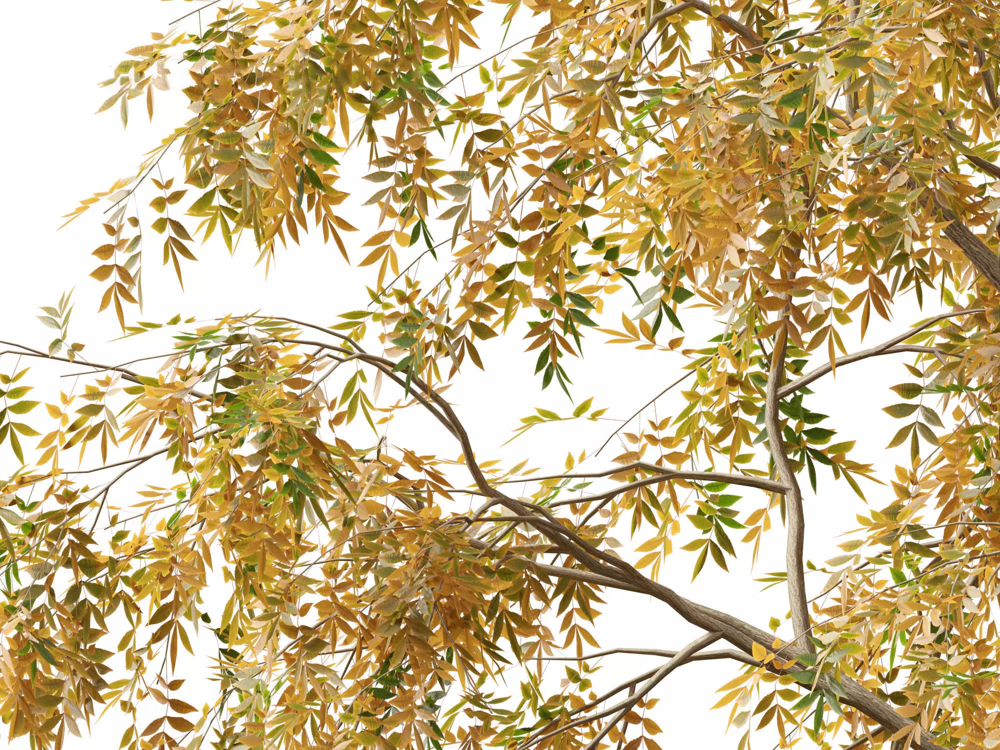 Northern Forest Trees Pack 19 3D model_10