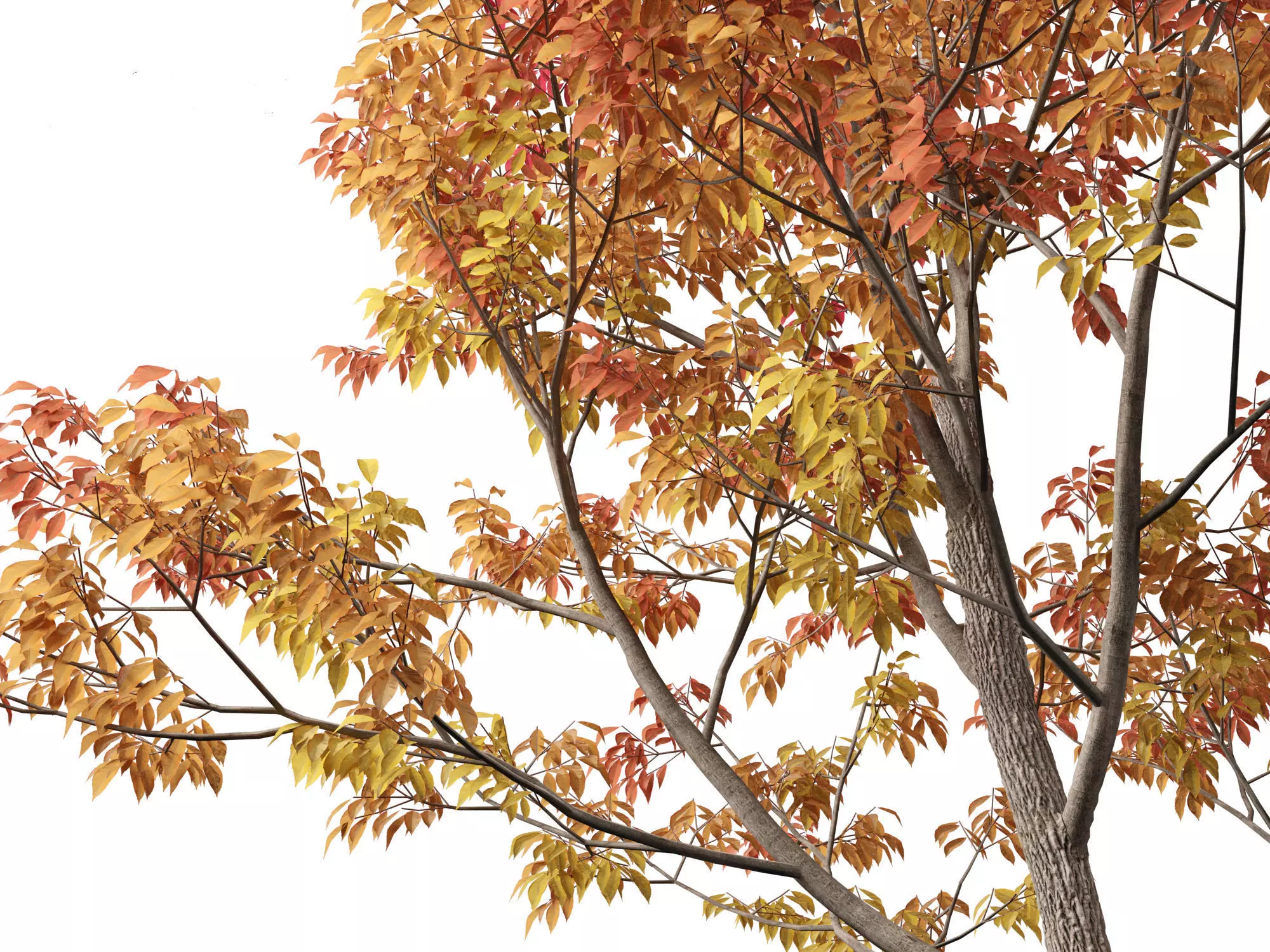 Northern Forest Trees Pack 19 3D model_15