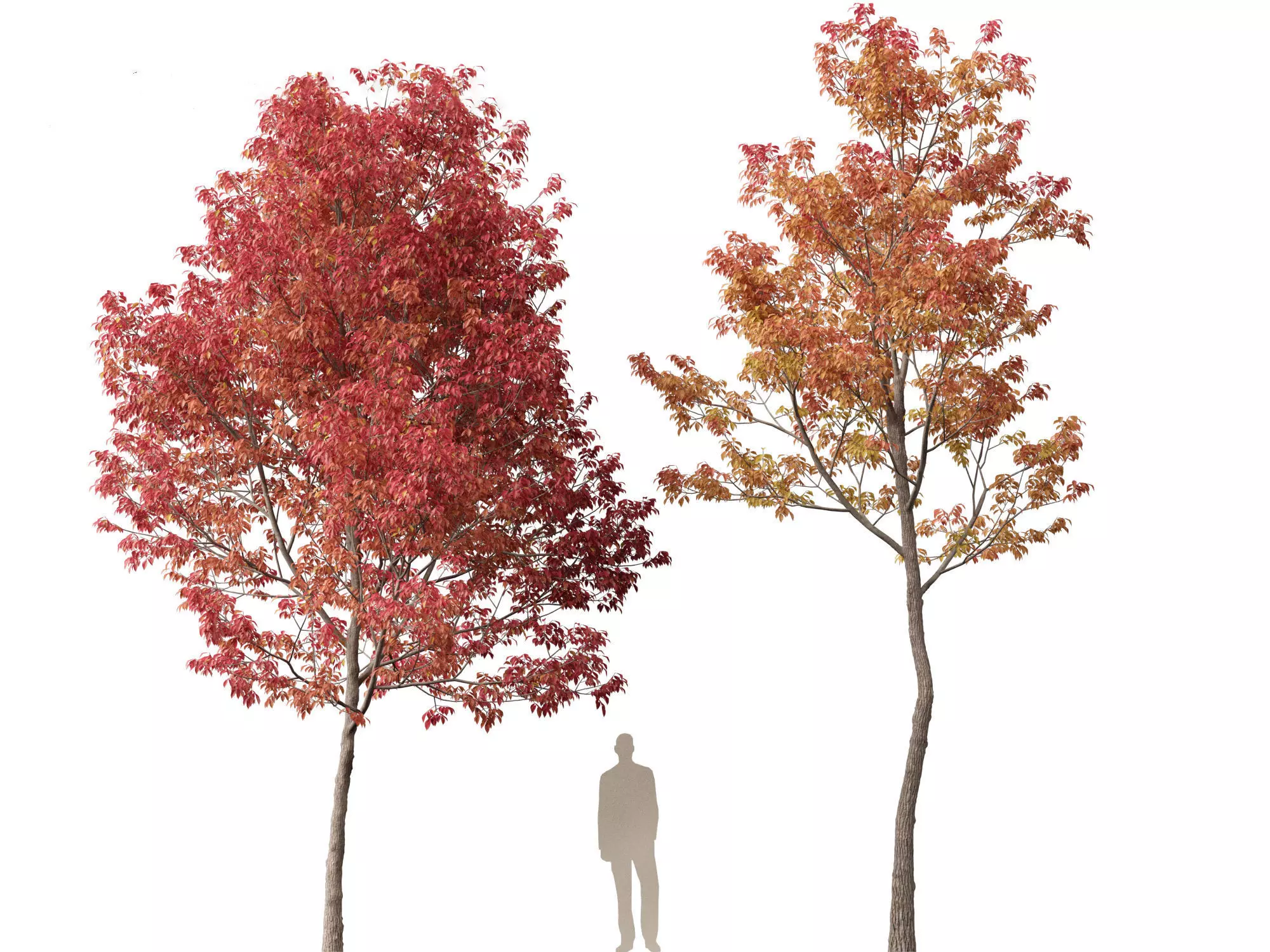 Northern Forest Trees Pack 19 3D model_14