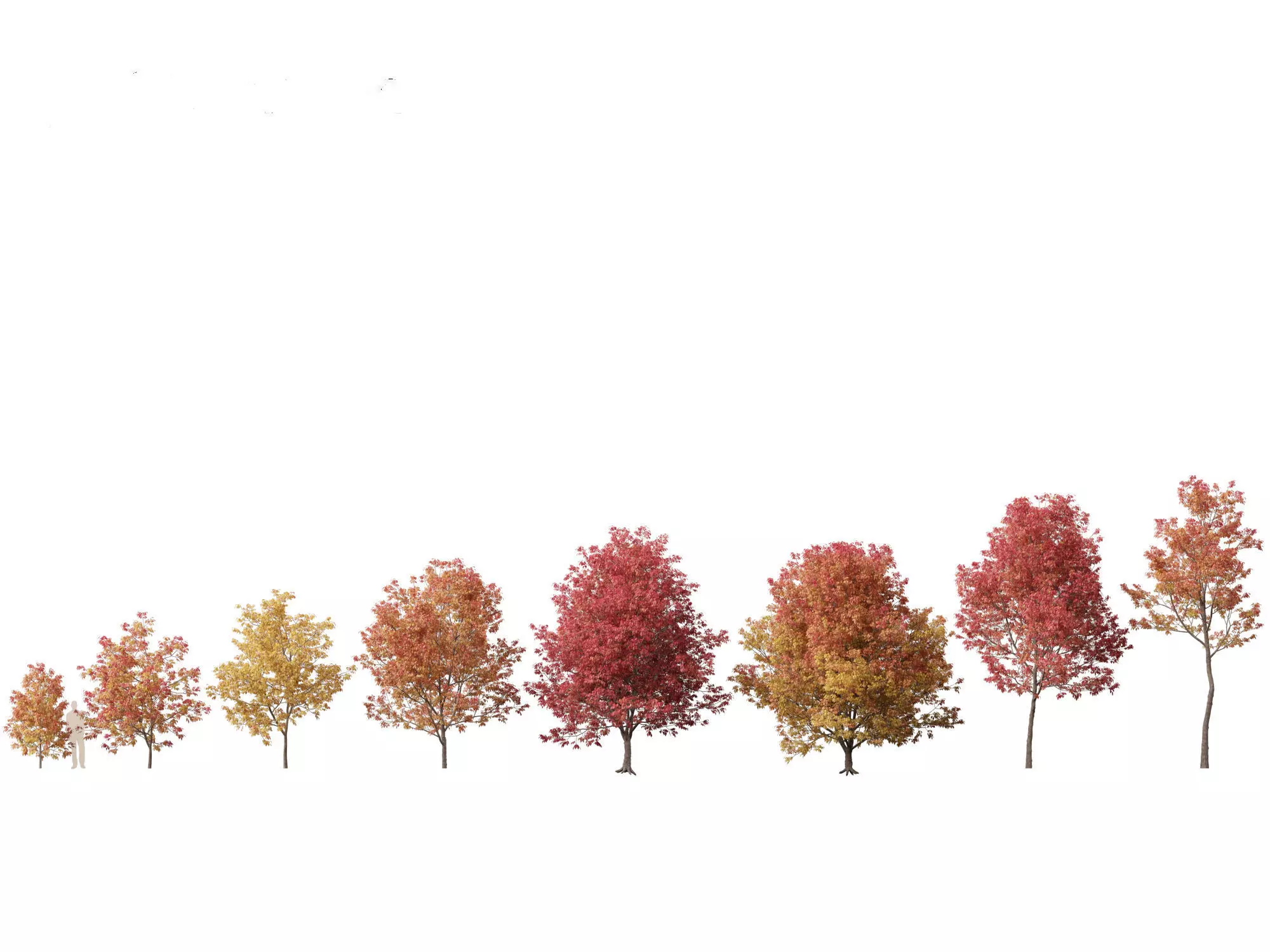 Northern Forest Trees Pack 19 3D model_13