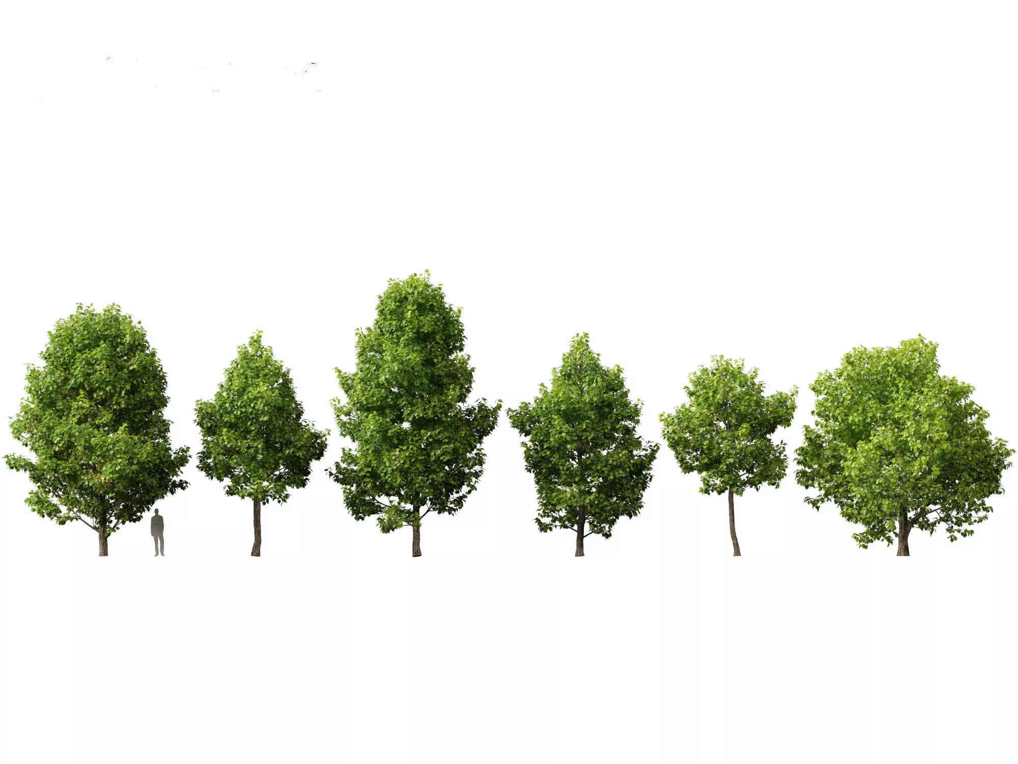 Northern Forest Trees Pack 19 3D model_17