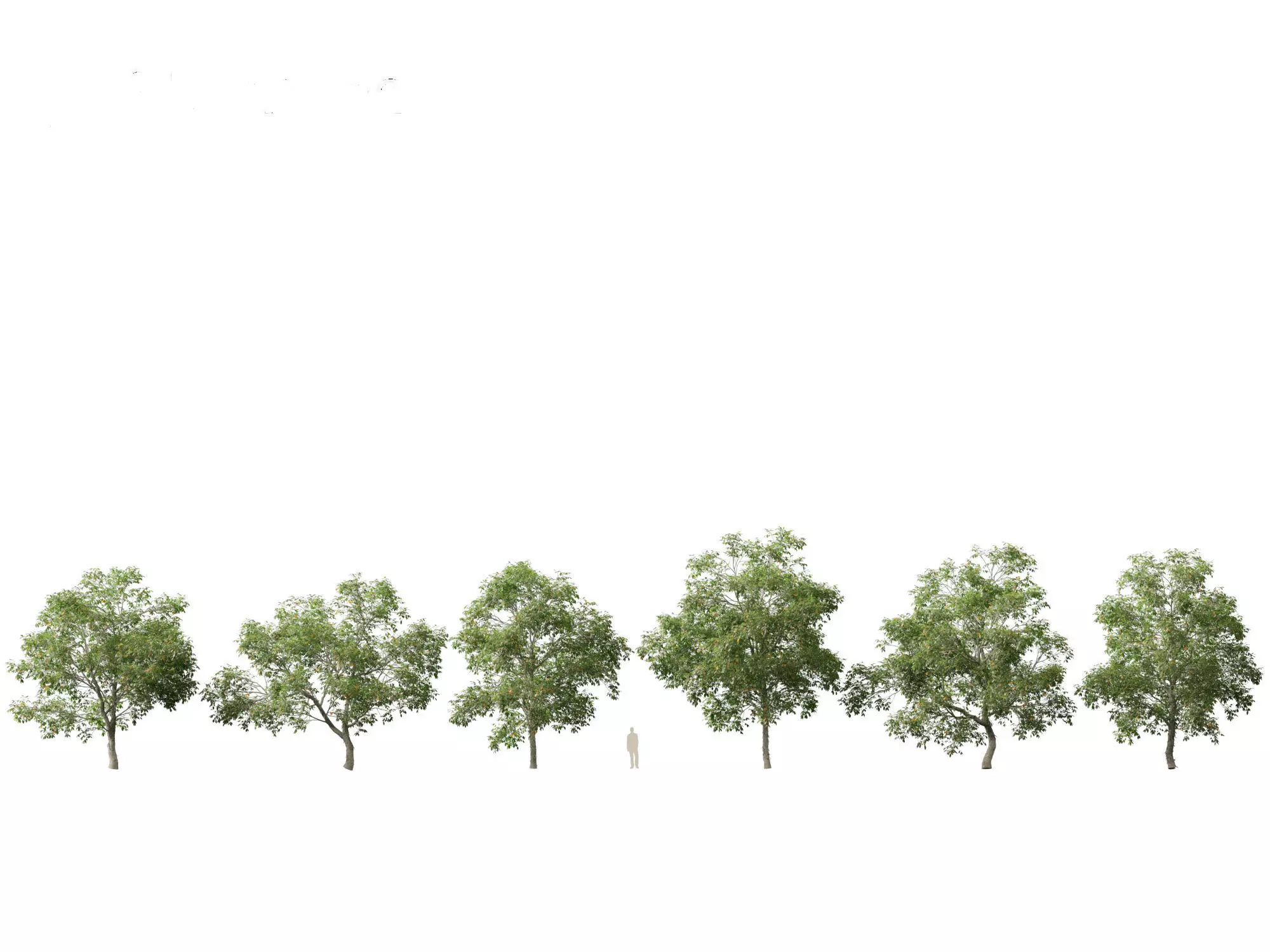 Northern Forest Trees Pack 19 3D model_11