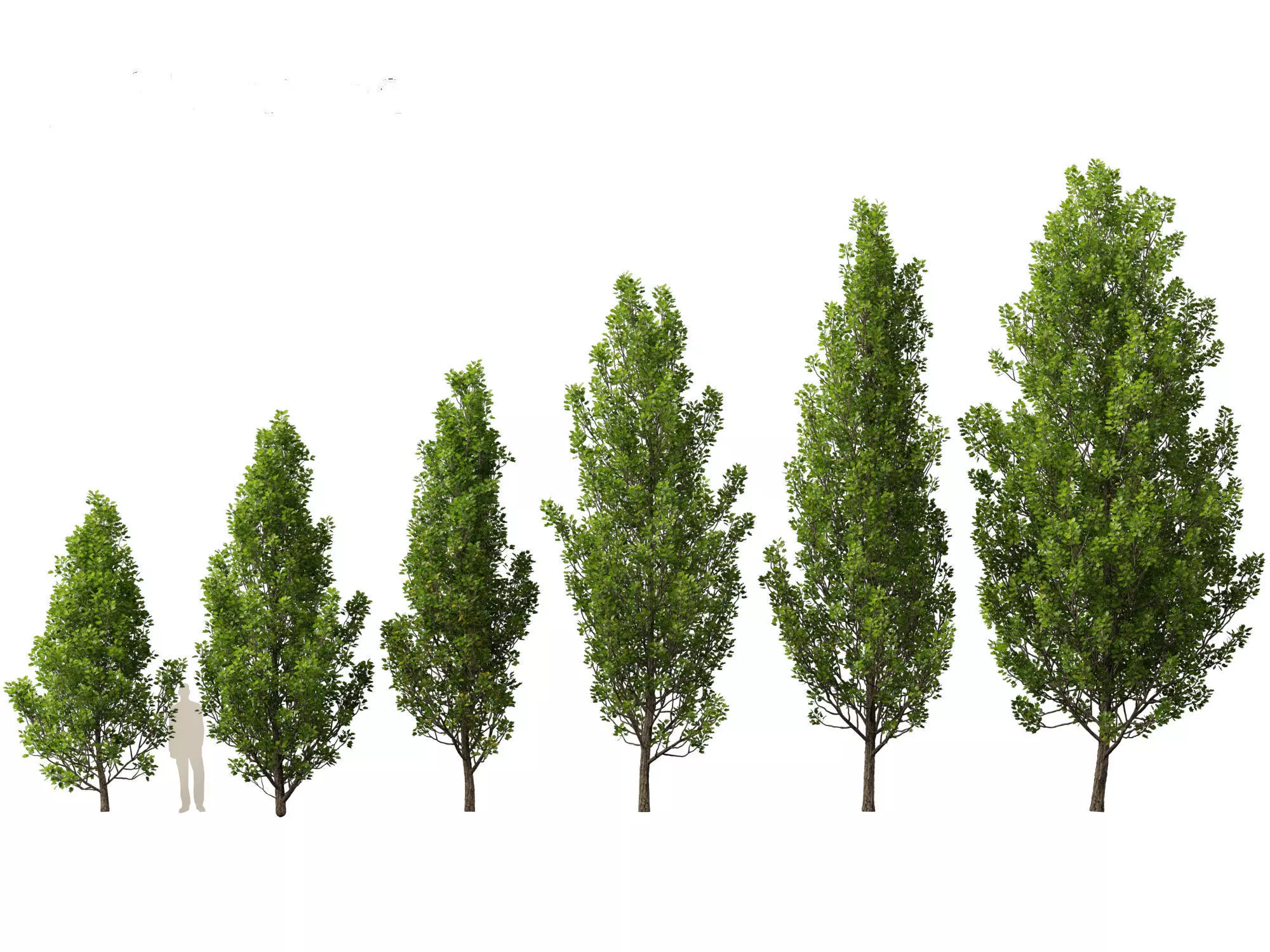 Northern Forest Trees Pack 19 3D model_16