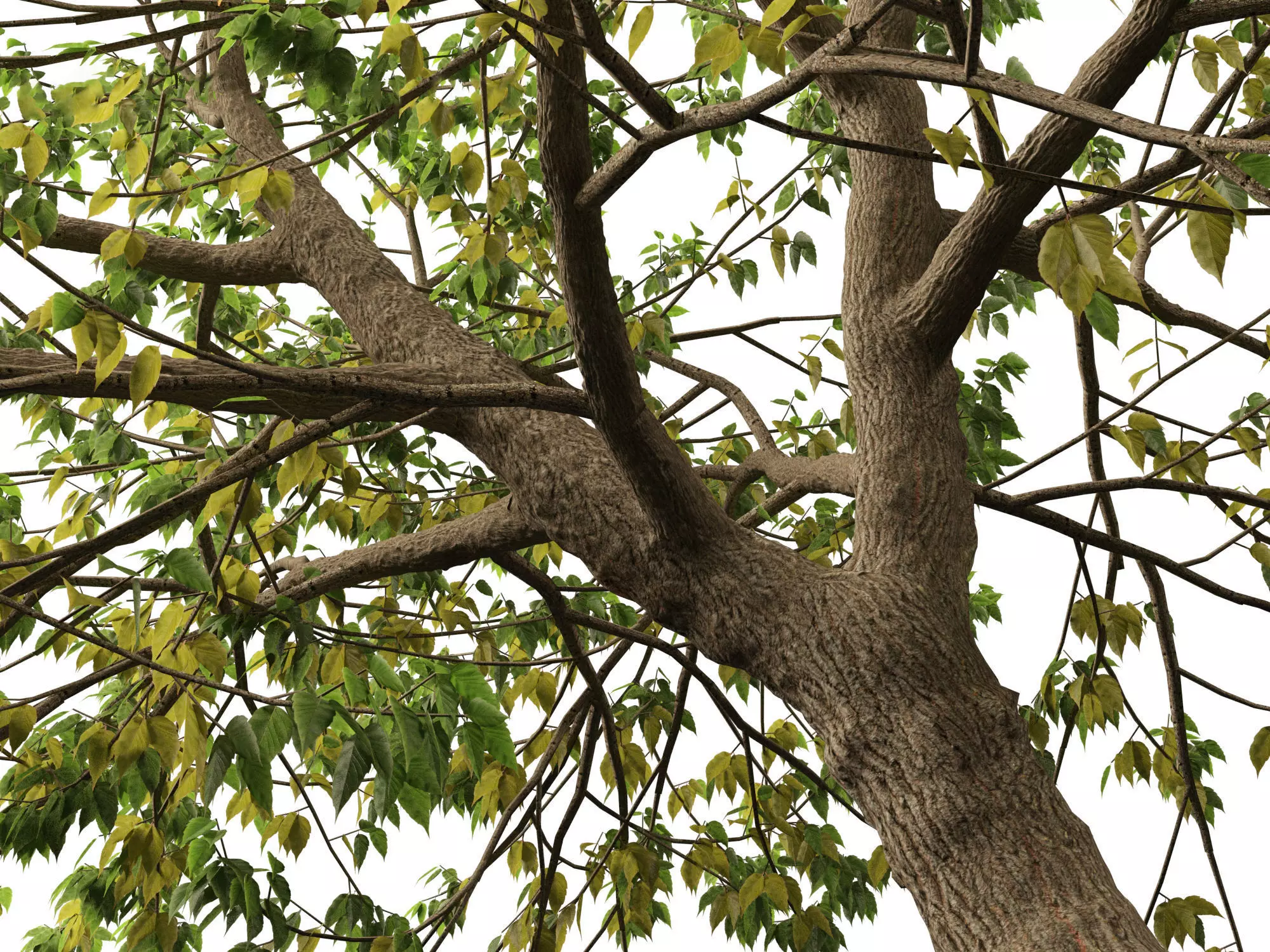 Northern Forest Trees Pack 19 3D model_2