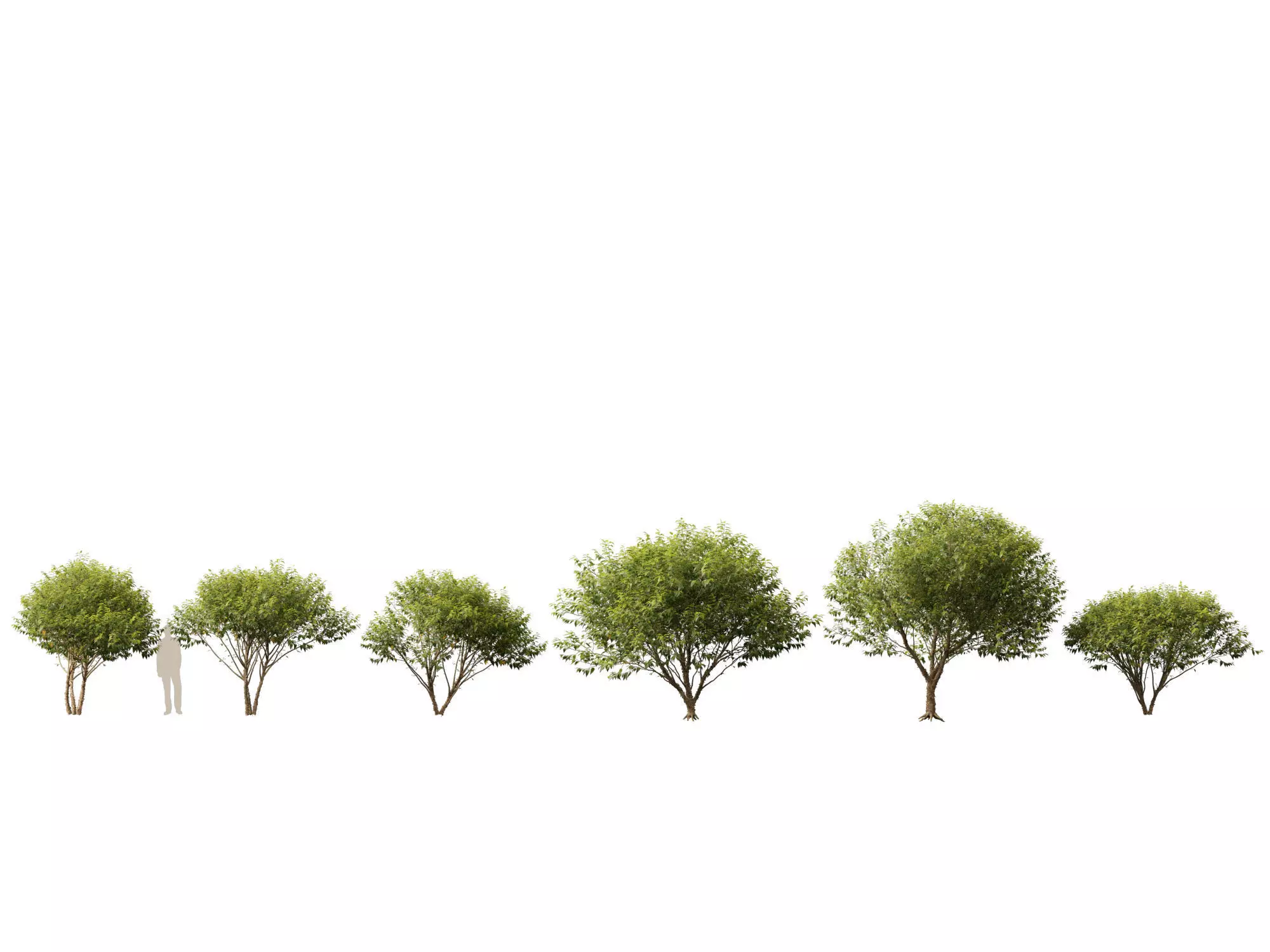 Northern Forest Trees Pack 19 3D model_7