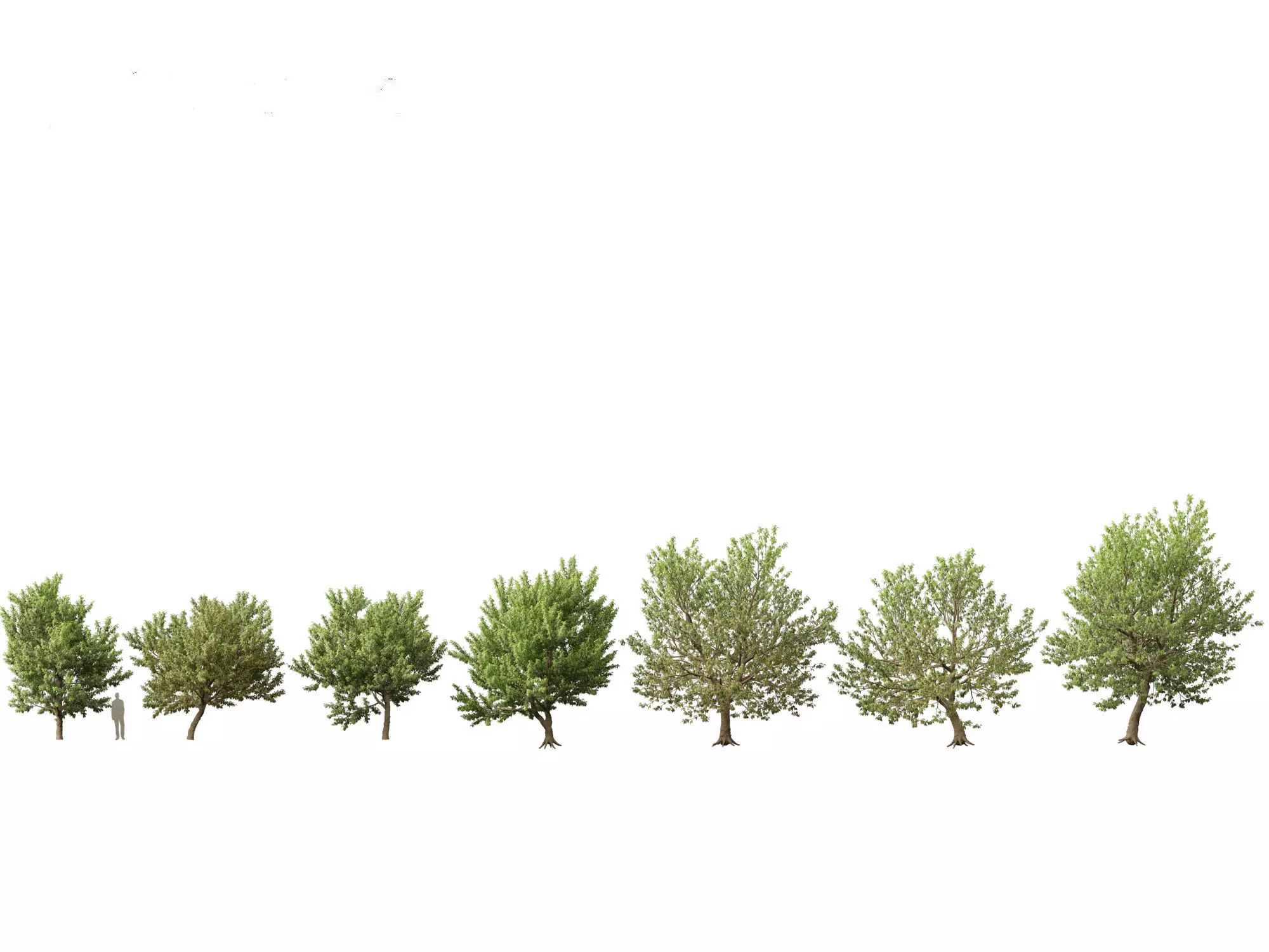 Northern Forest Trees Pack 19 3D model_1