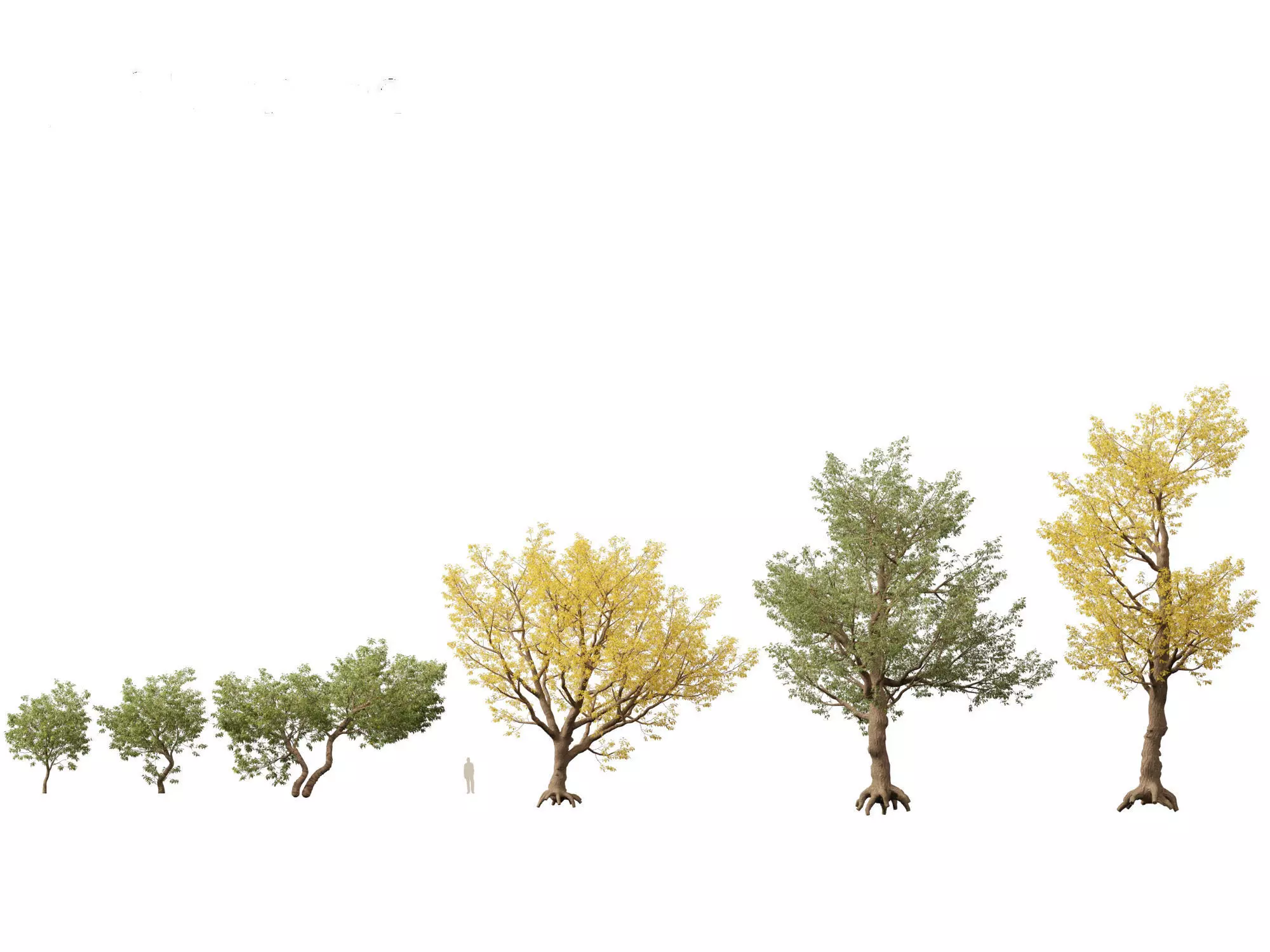 Northern Forest Trees Pack 19 3D model_19