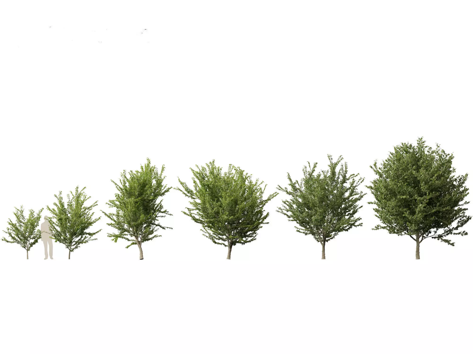 Northern Forest Trees Pack 19 3D model_12