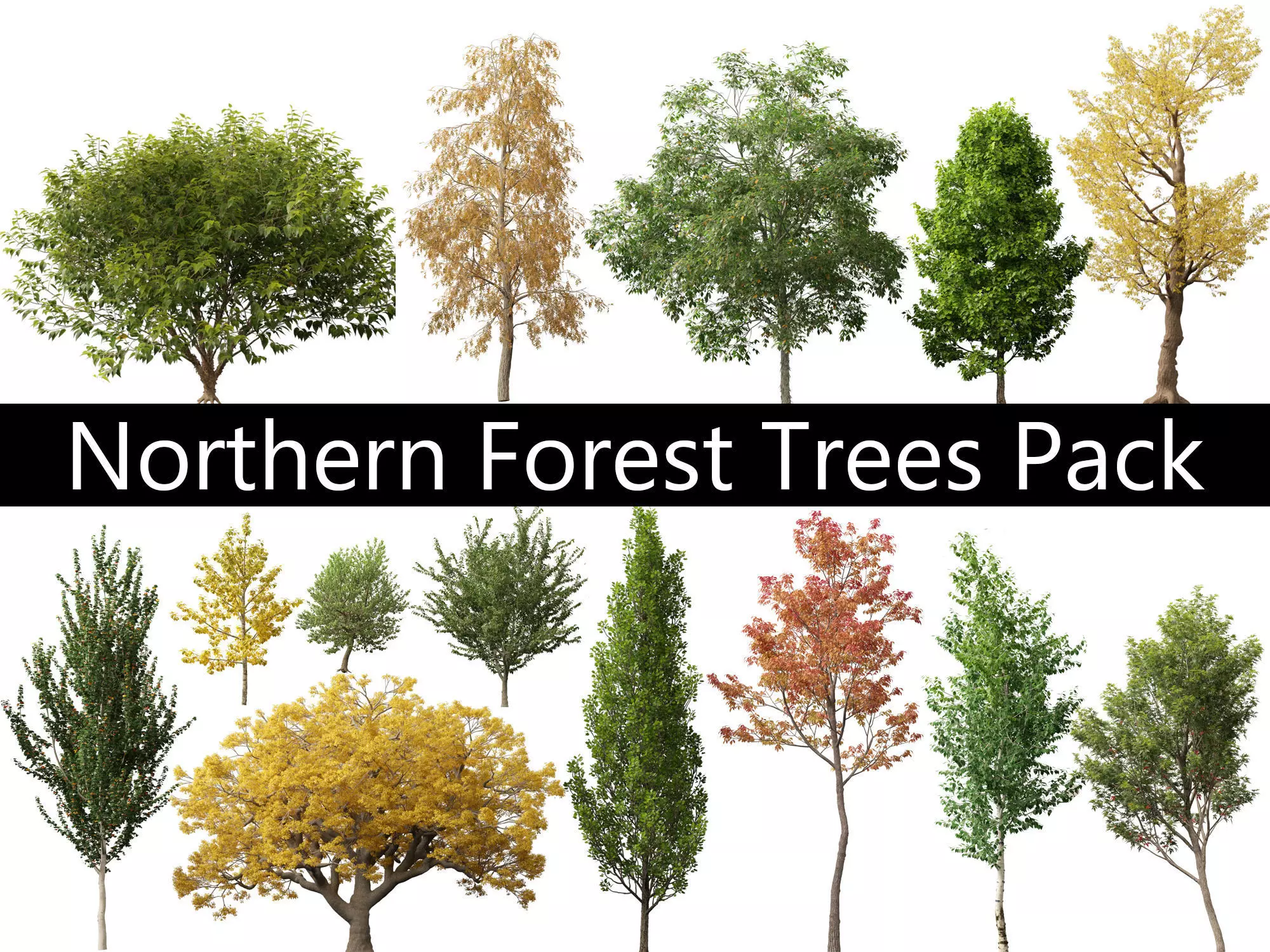 Northern Forest Trees Pack 19 3D model_0