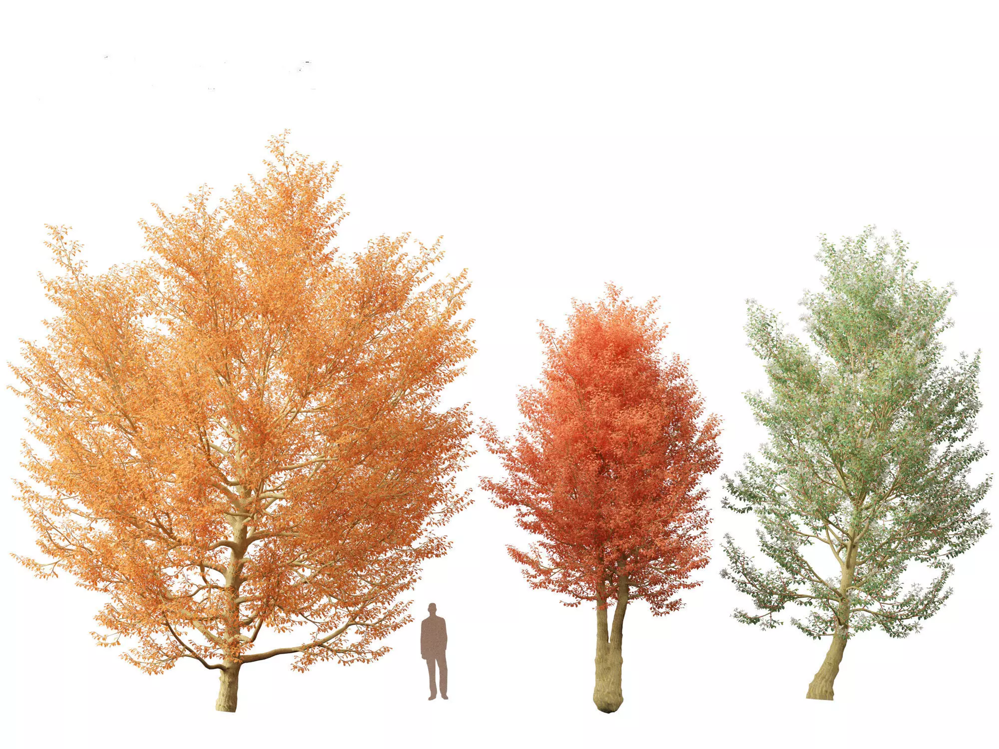 Northern Forest Trees Pack 19 3D model_6