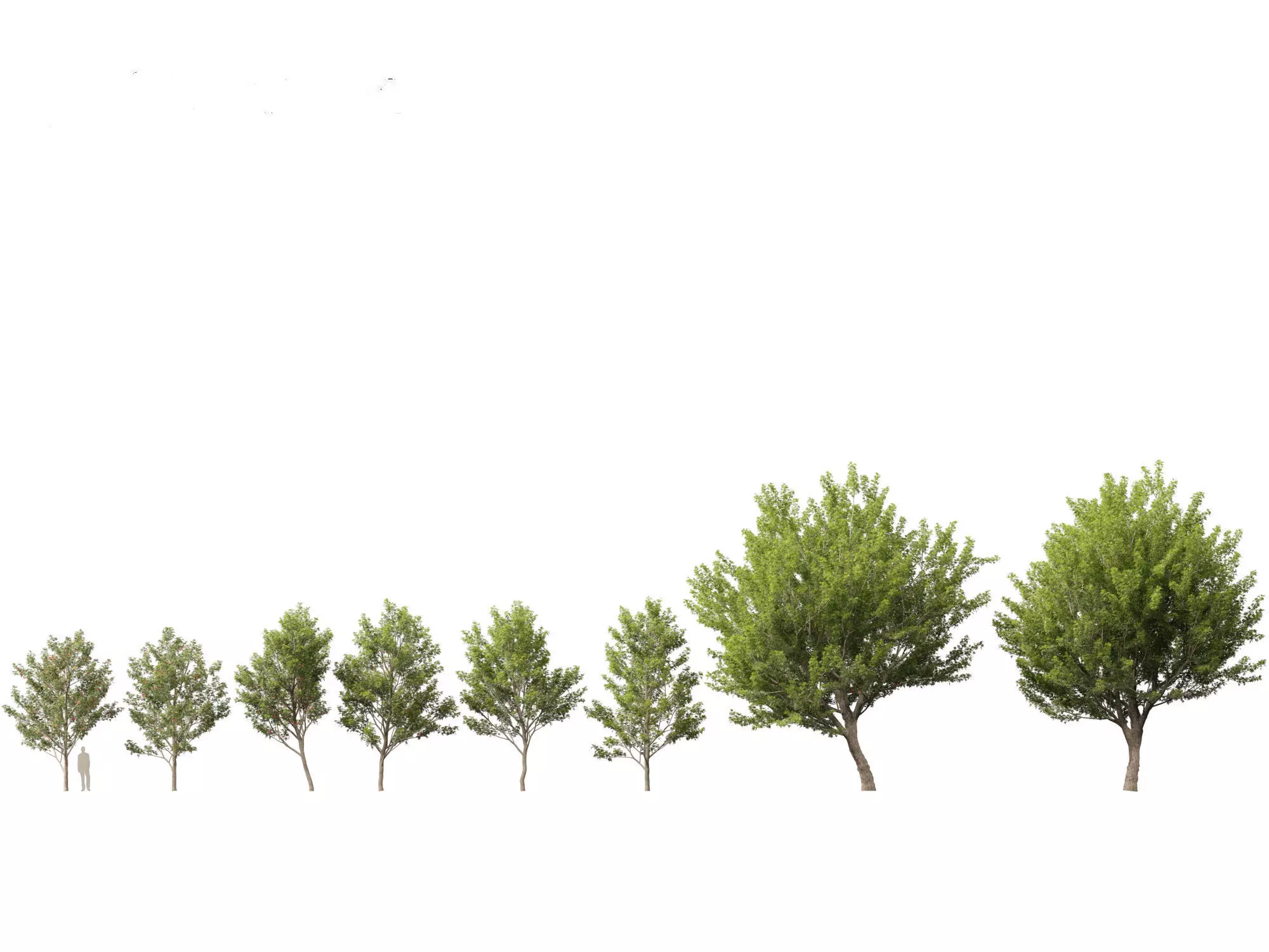 Northern Forest Trees Pack 19 3D model_3