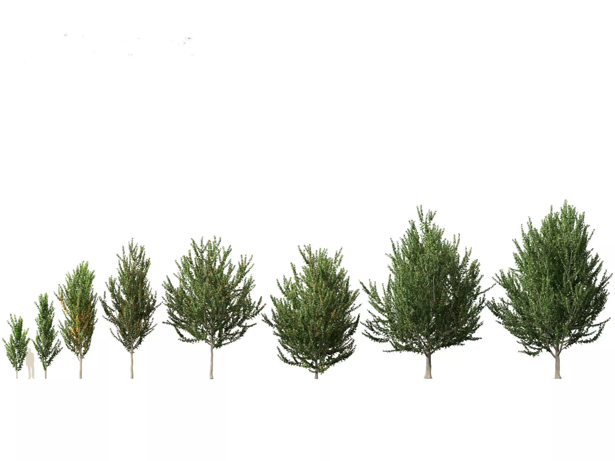 Northern Forest Trees Pack 19 3D model_4