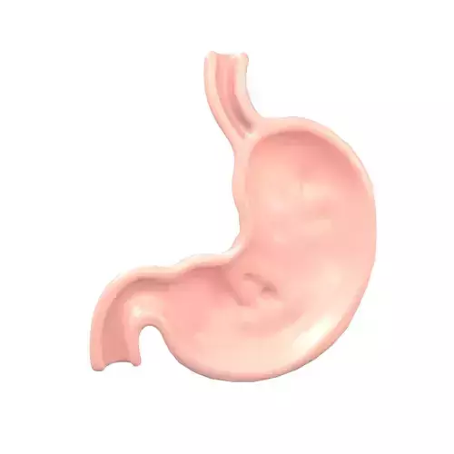 Stomach Half View v1 002