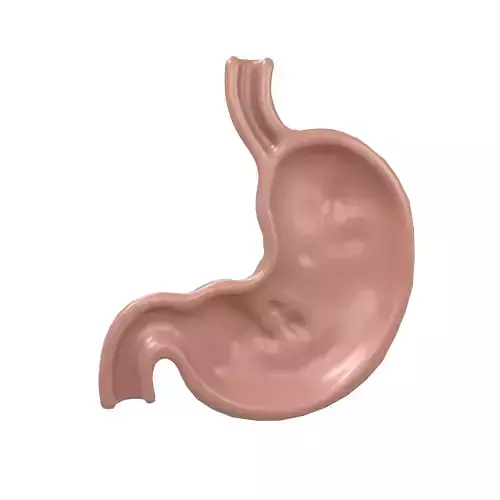 Stomach Half View v1 003