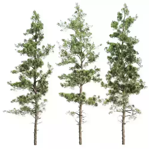 Pine Tree Collection Vol 311 