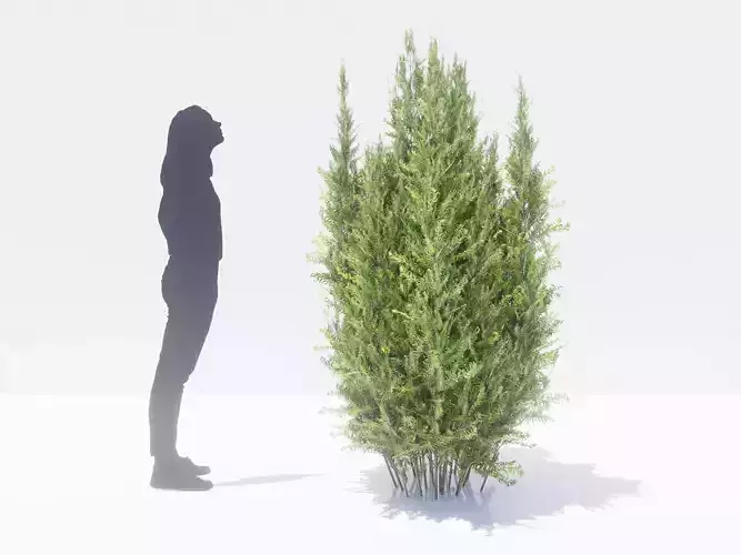 High Quality 3D Model of YEW Taxus baccata Hillii SKP OBJ 