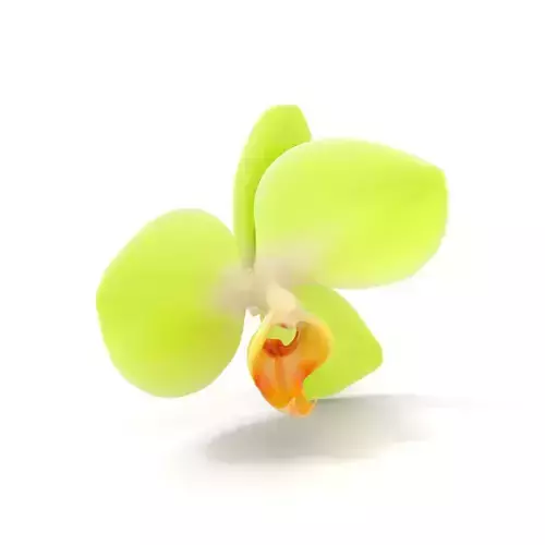 Elegant Green Orchid model pack
