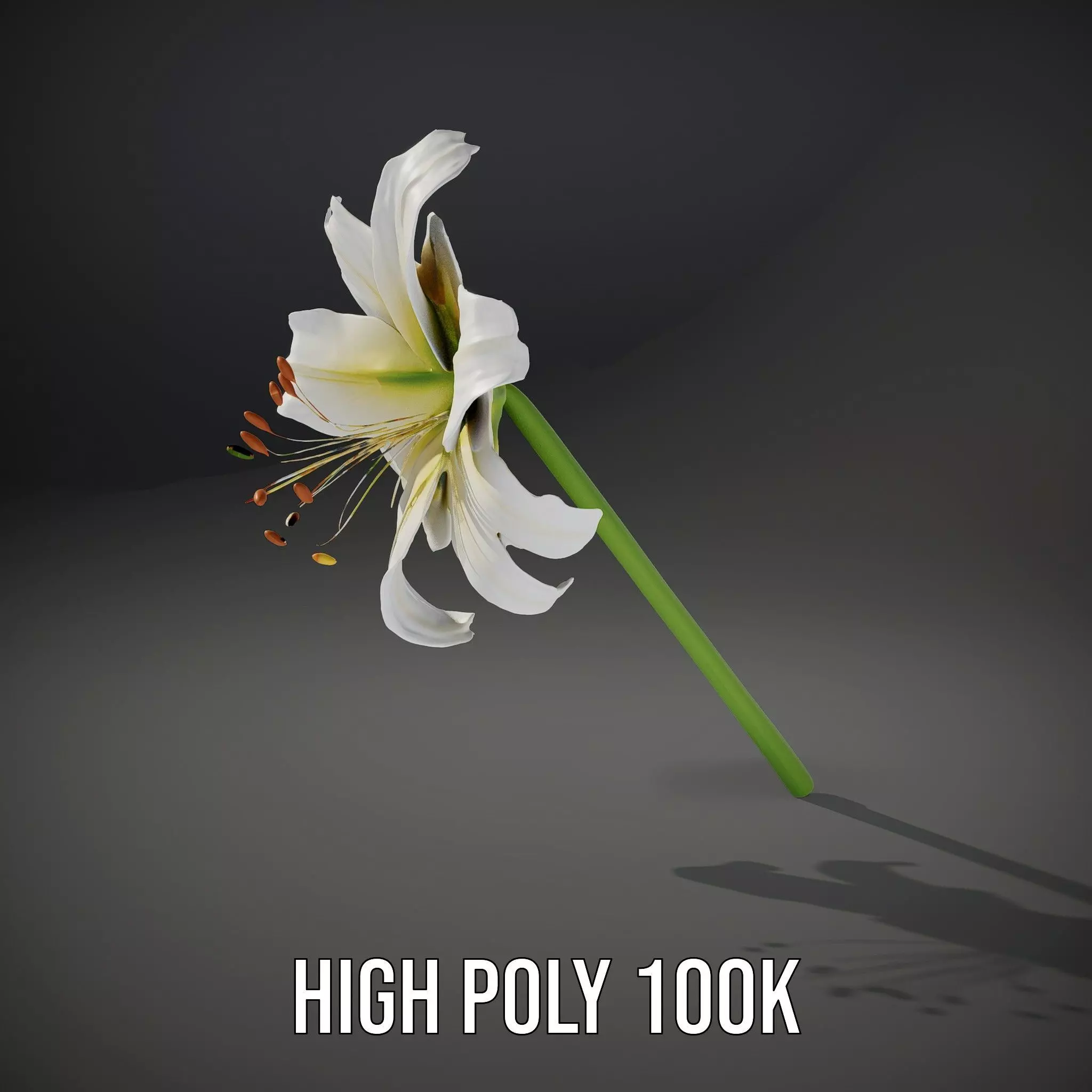 Elegant White Lily model pack Low-poly 3D model_11
