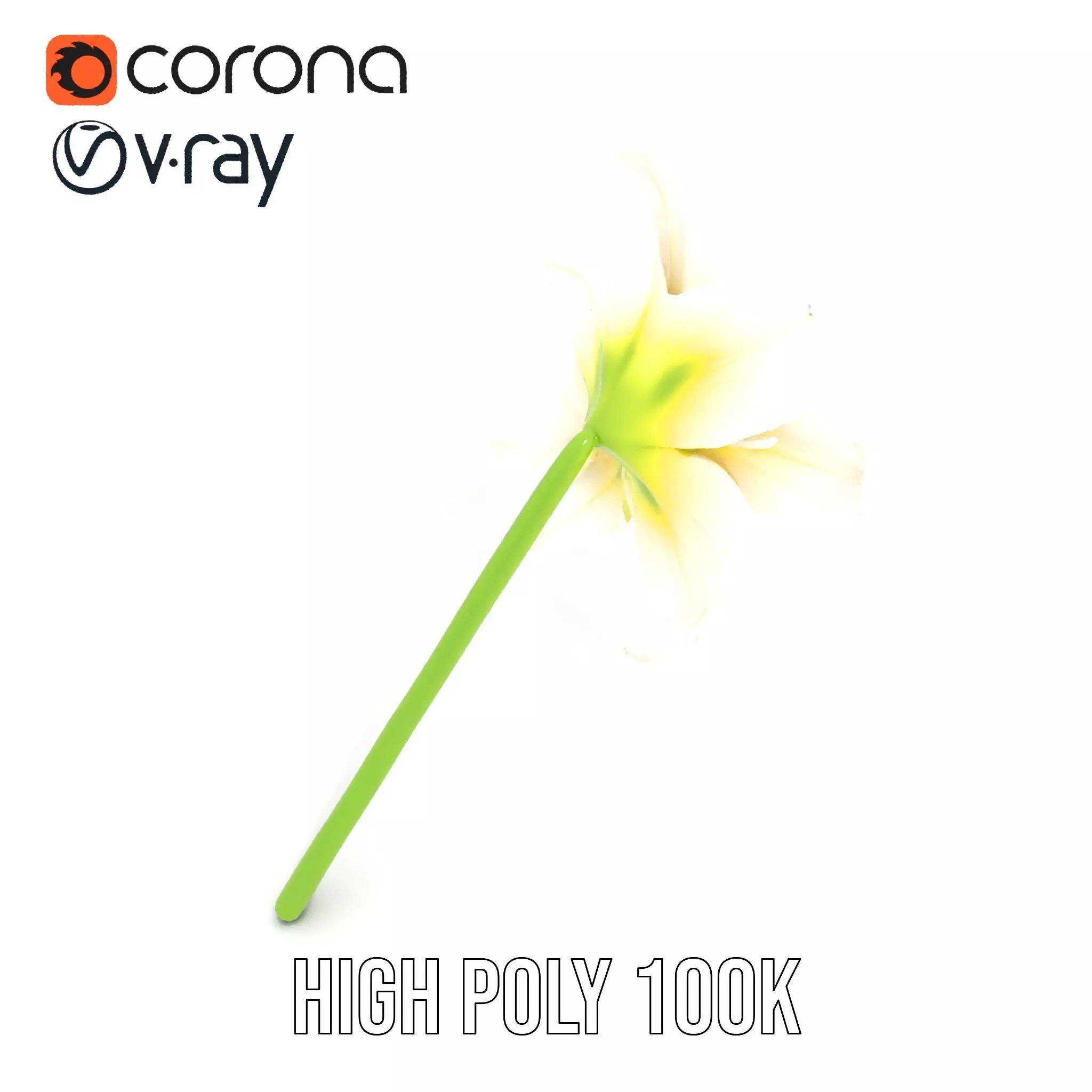 Elegant White Lily model pack Low-poly 3D model_30